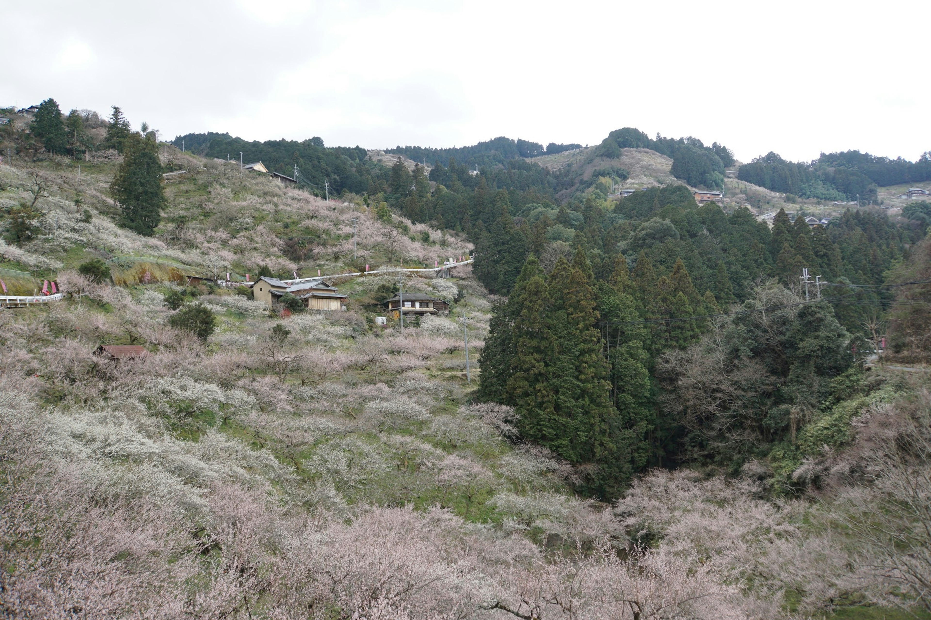 郁郁葱葱的山區風景，有小徑和散落的樹木