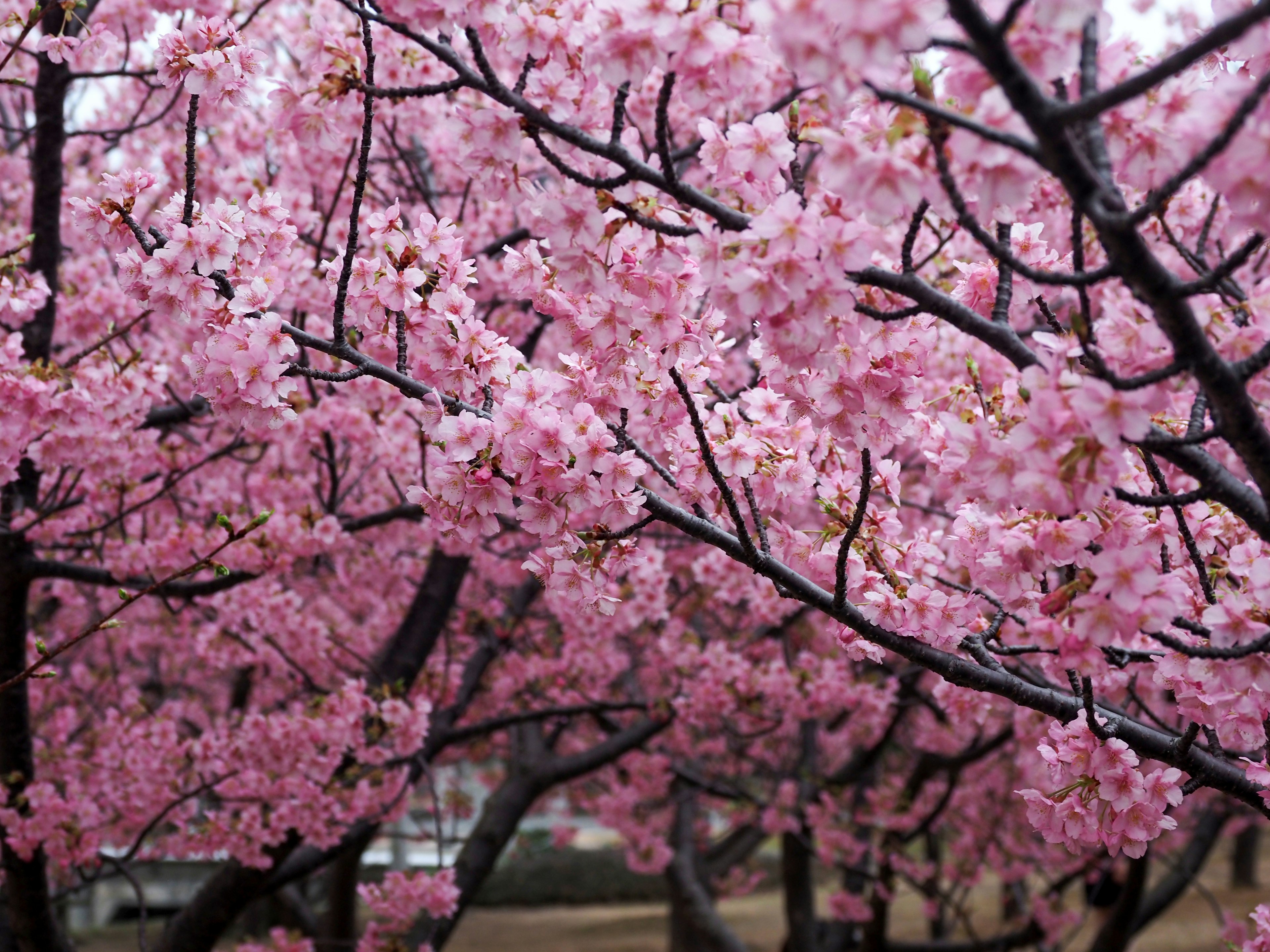 Kedekatan cabang bunga sakura berwarna merah muda