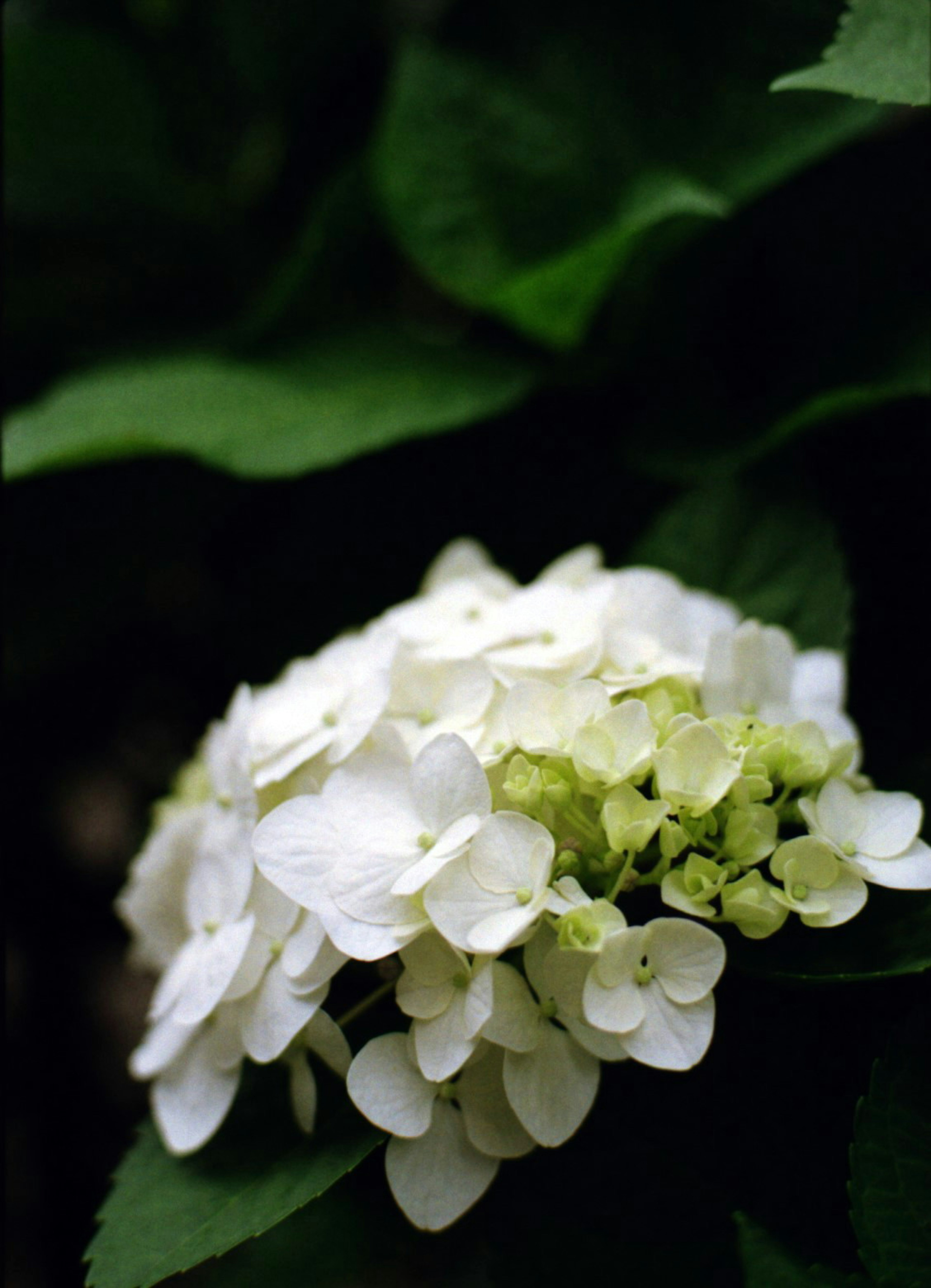 Close-up of a white flower cluster with green leaves