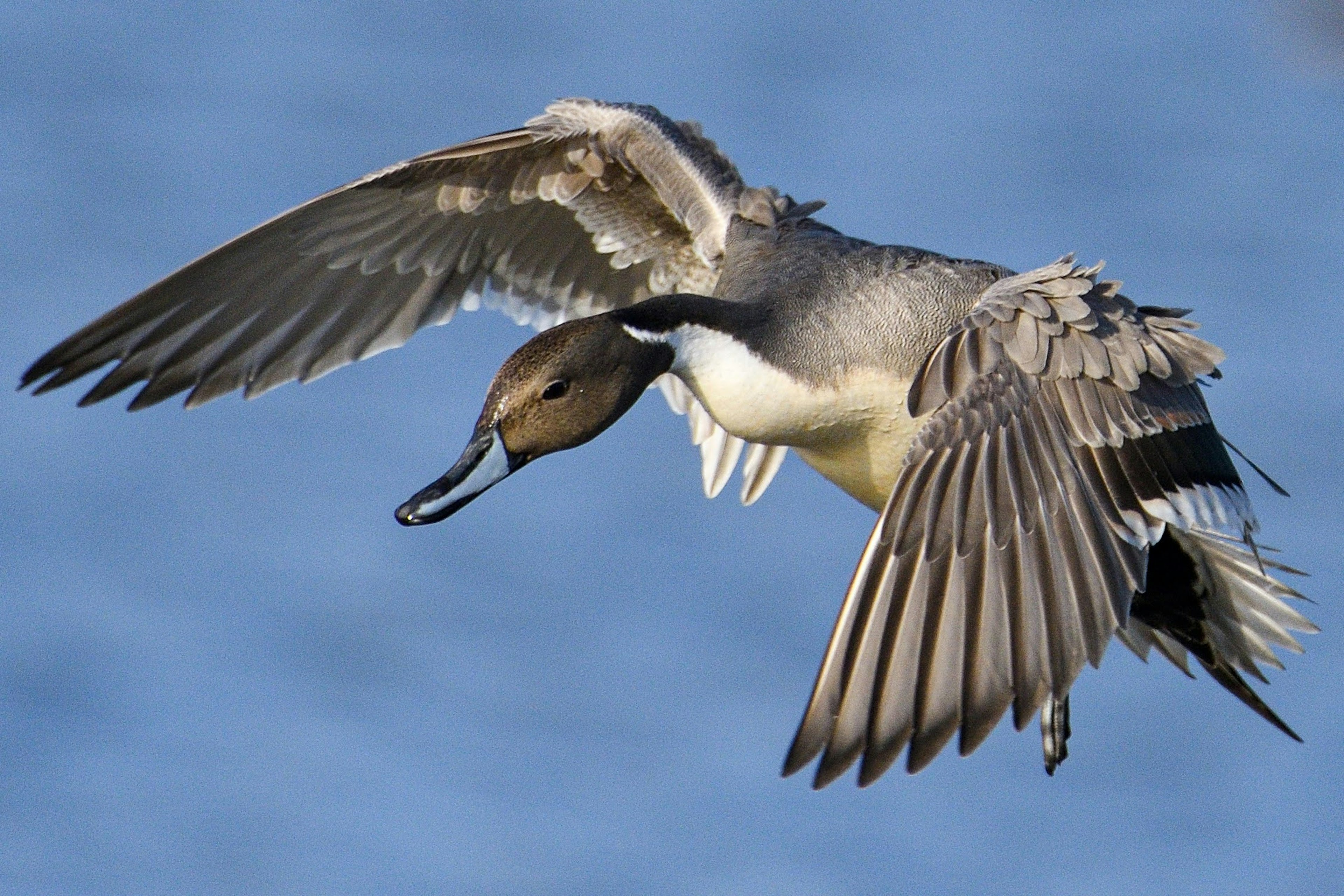 Eine fliegende Schnatterente mit blauem Wasser im Hintergrund