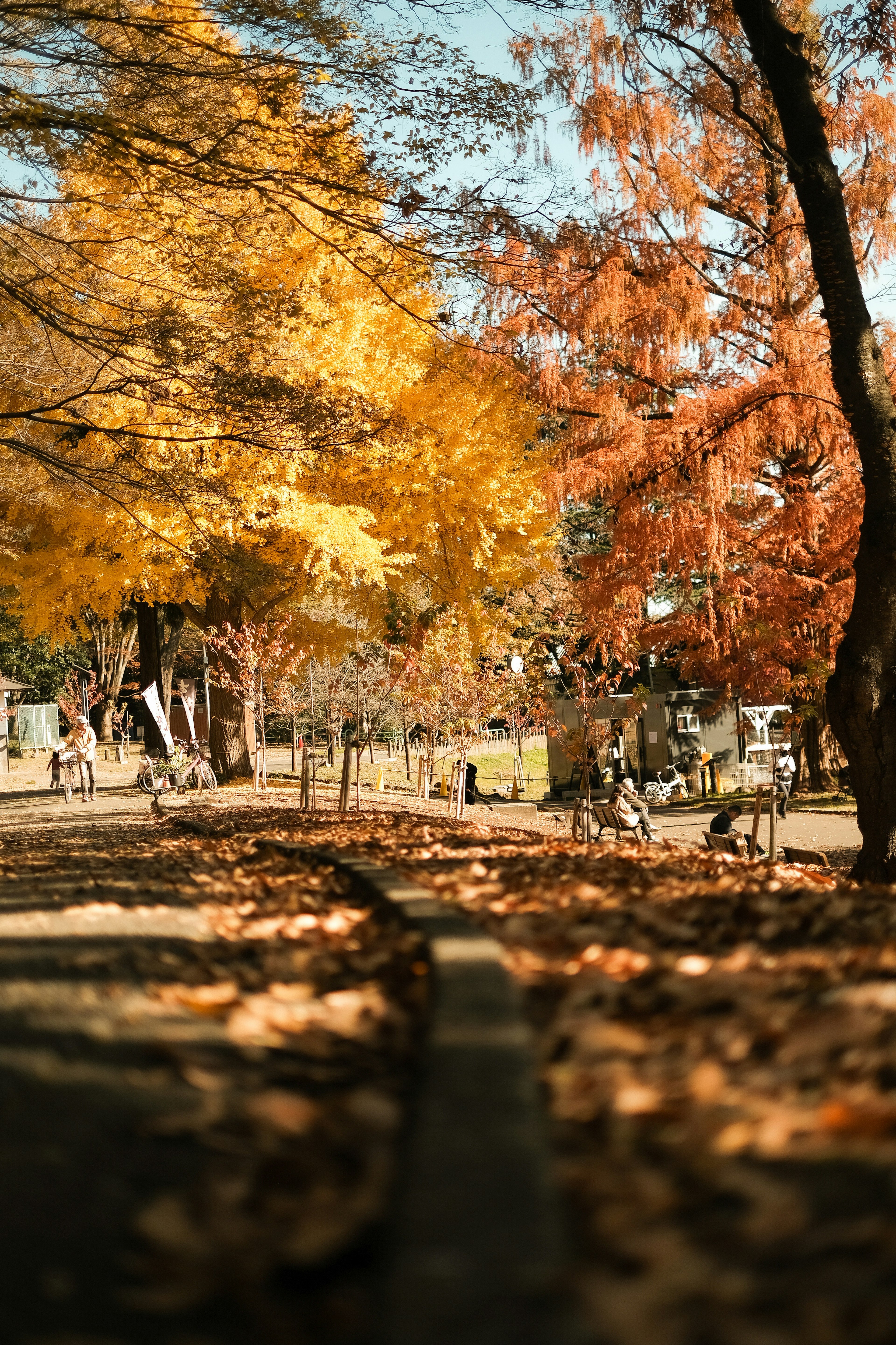 秋の公園の風景 黄色と赤の葉が散らばる小道