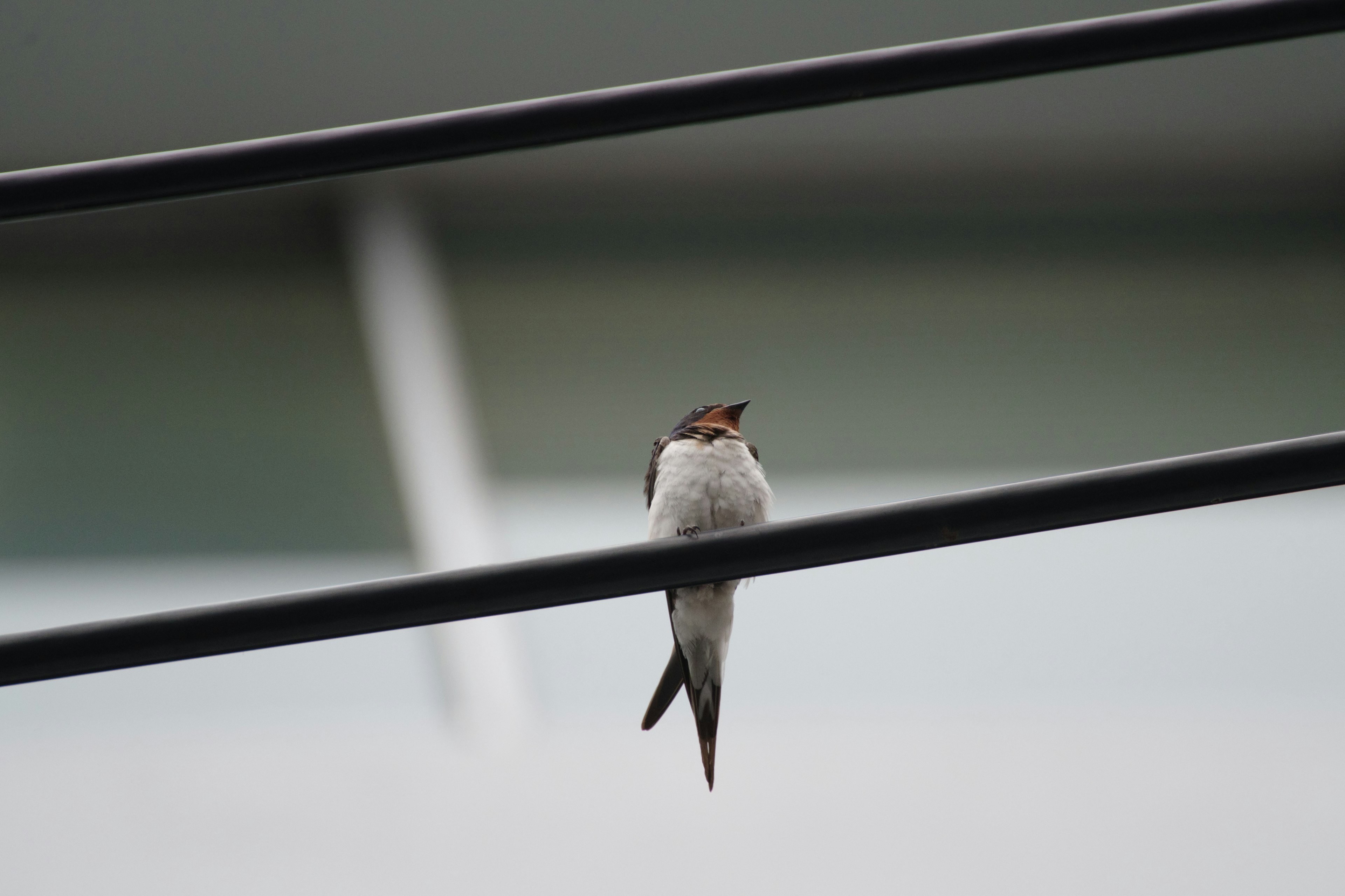 Perfil de un pequeño pájaro posado en un cable