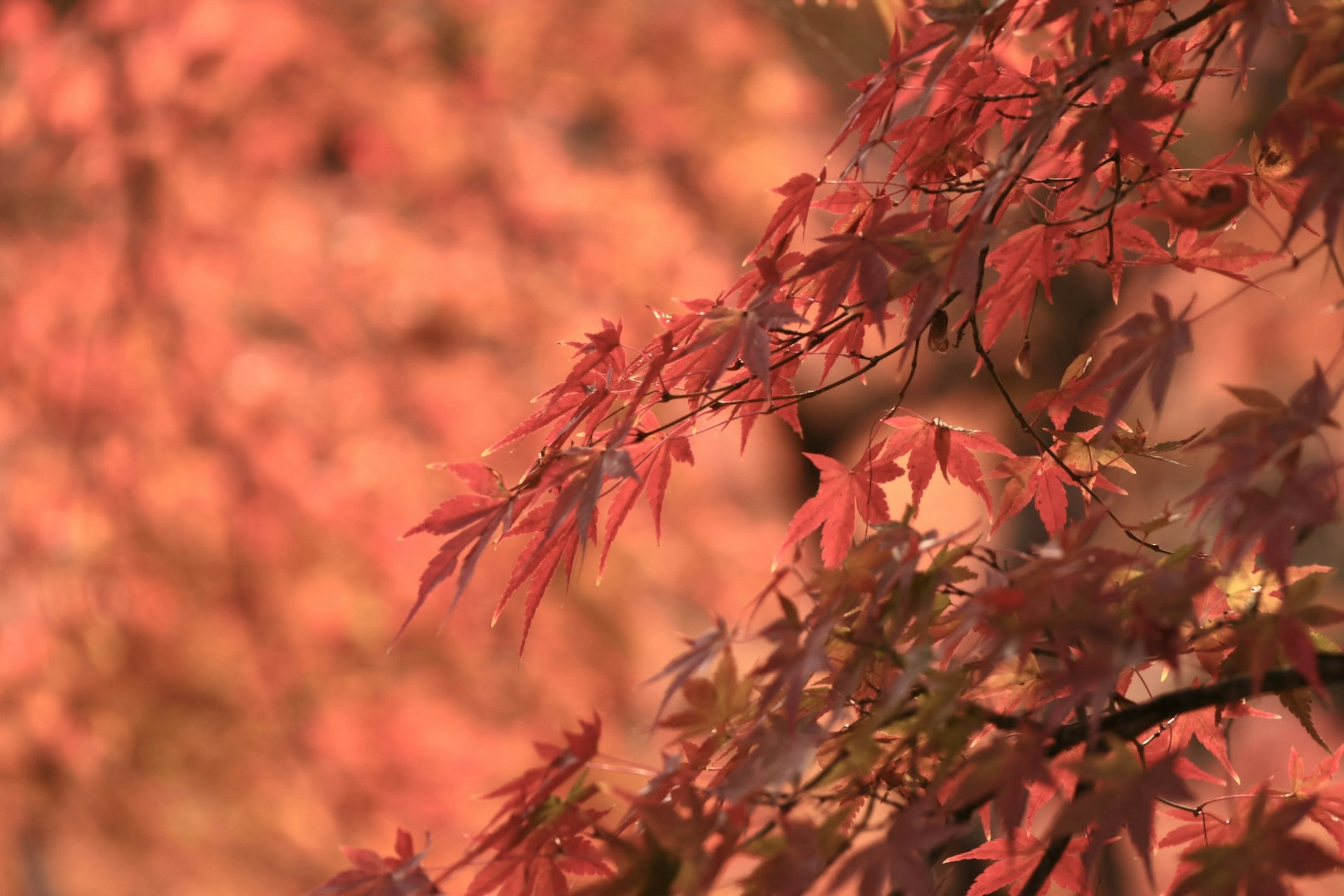 Close-up of autumn maple leaves in vibrant red hues