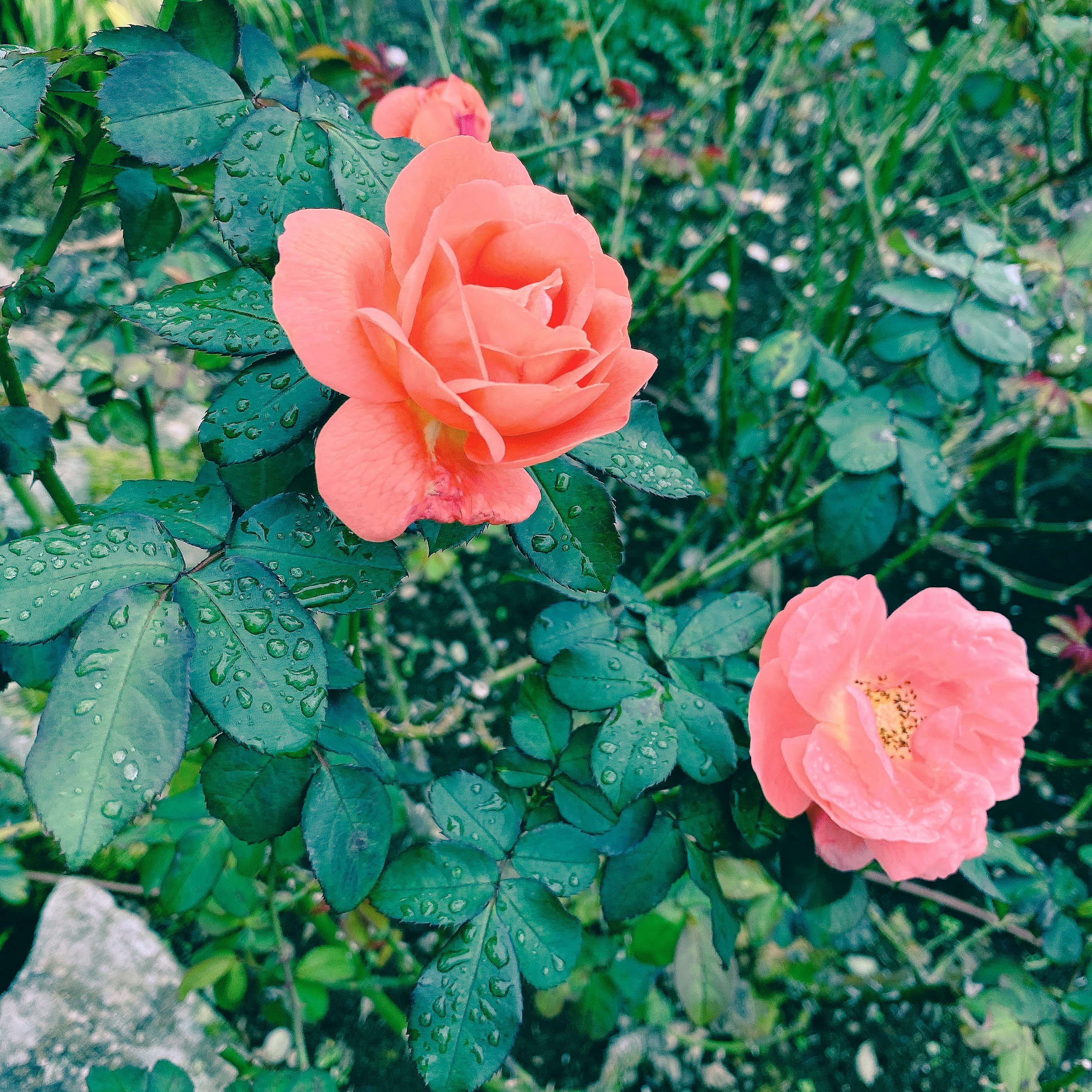 一幅花園場景，展示了帶水滴的橙色玫瑰