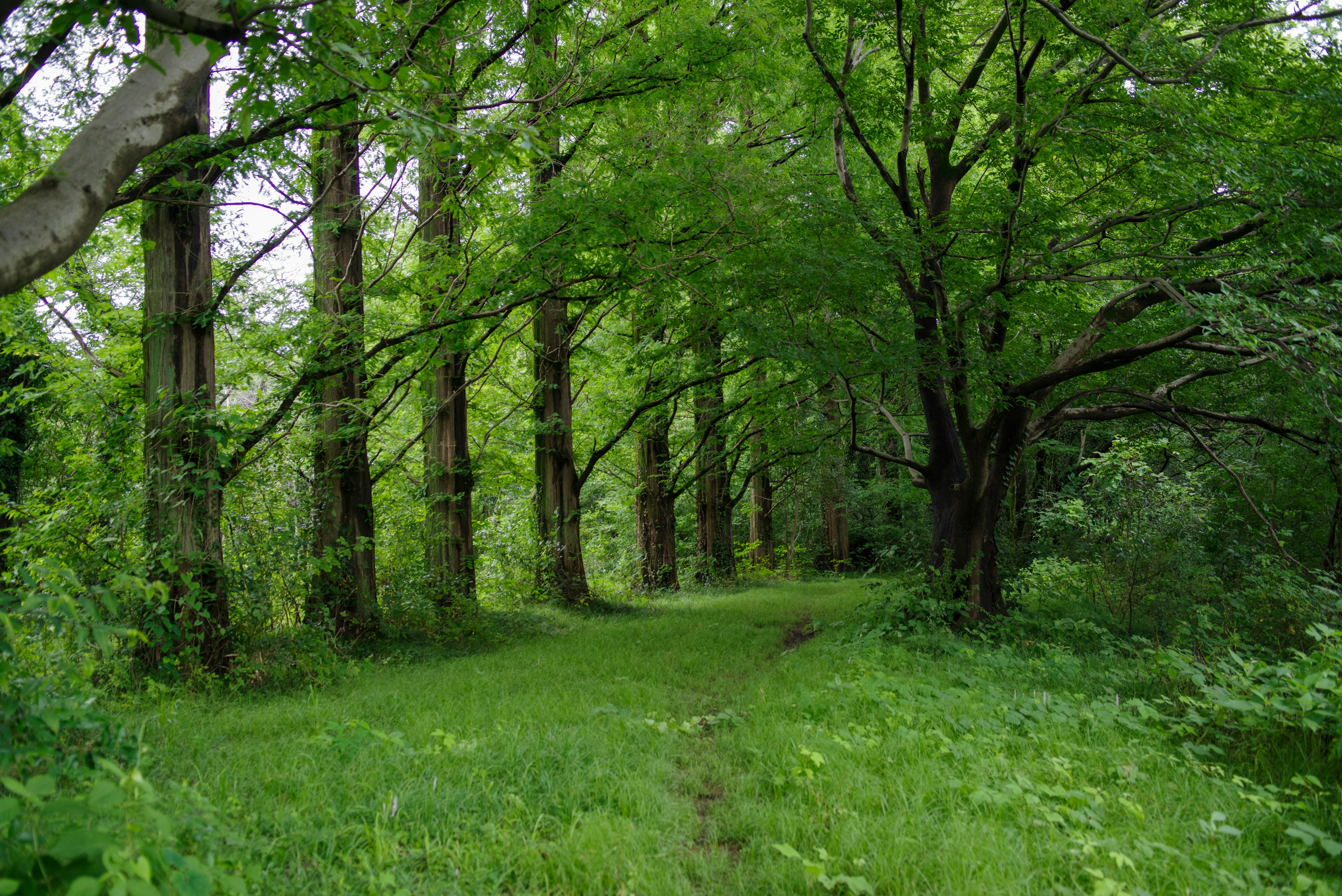 Jalan hijau subur di dalam hutan dengan pohon-pohon tinggi