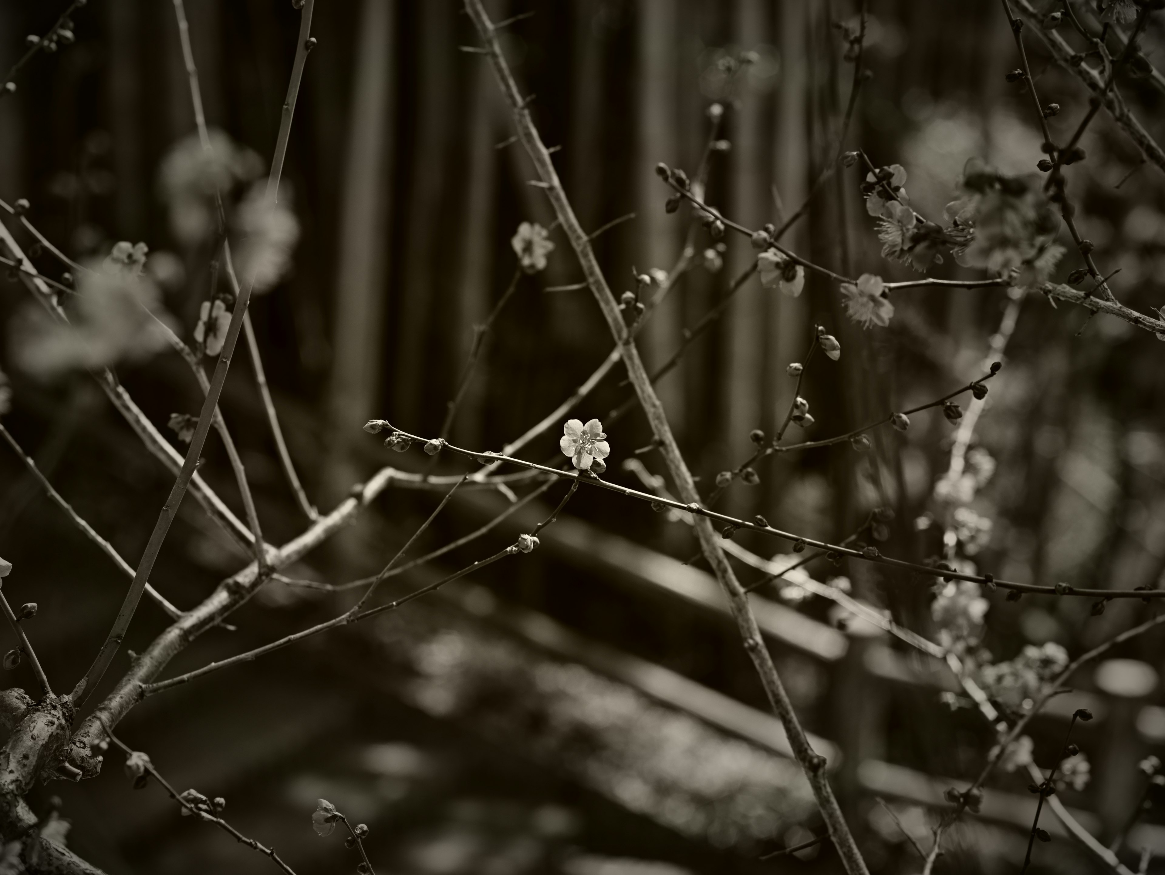 细枝上的花蕾与模糊的竹子背景