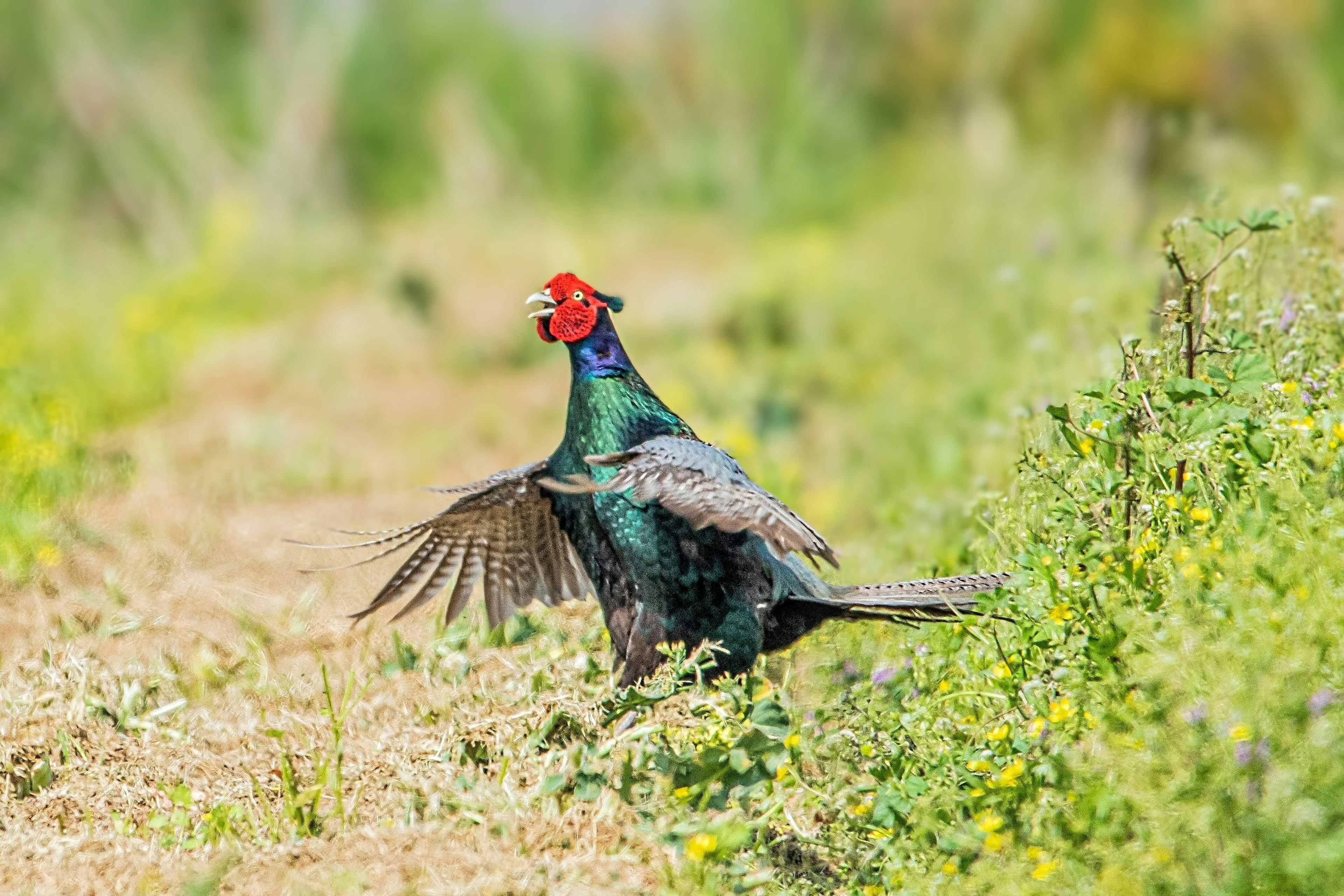 A male pheasant displaying its colorful feathers in a grassy field