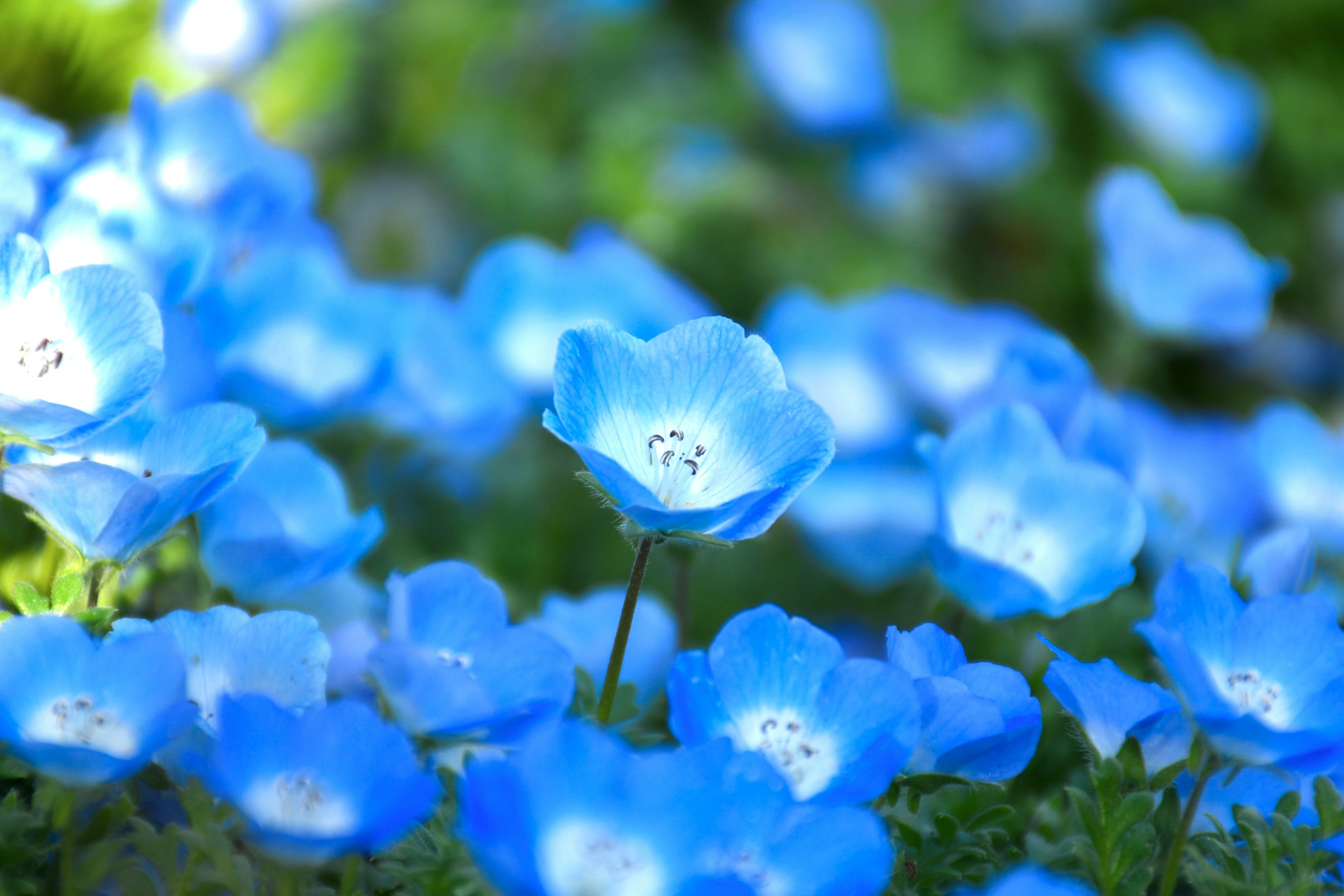 Campo de flores azules en flor