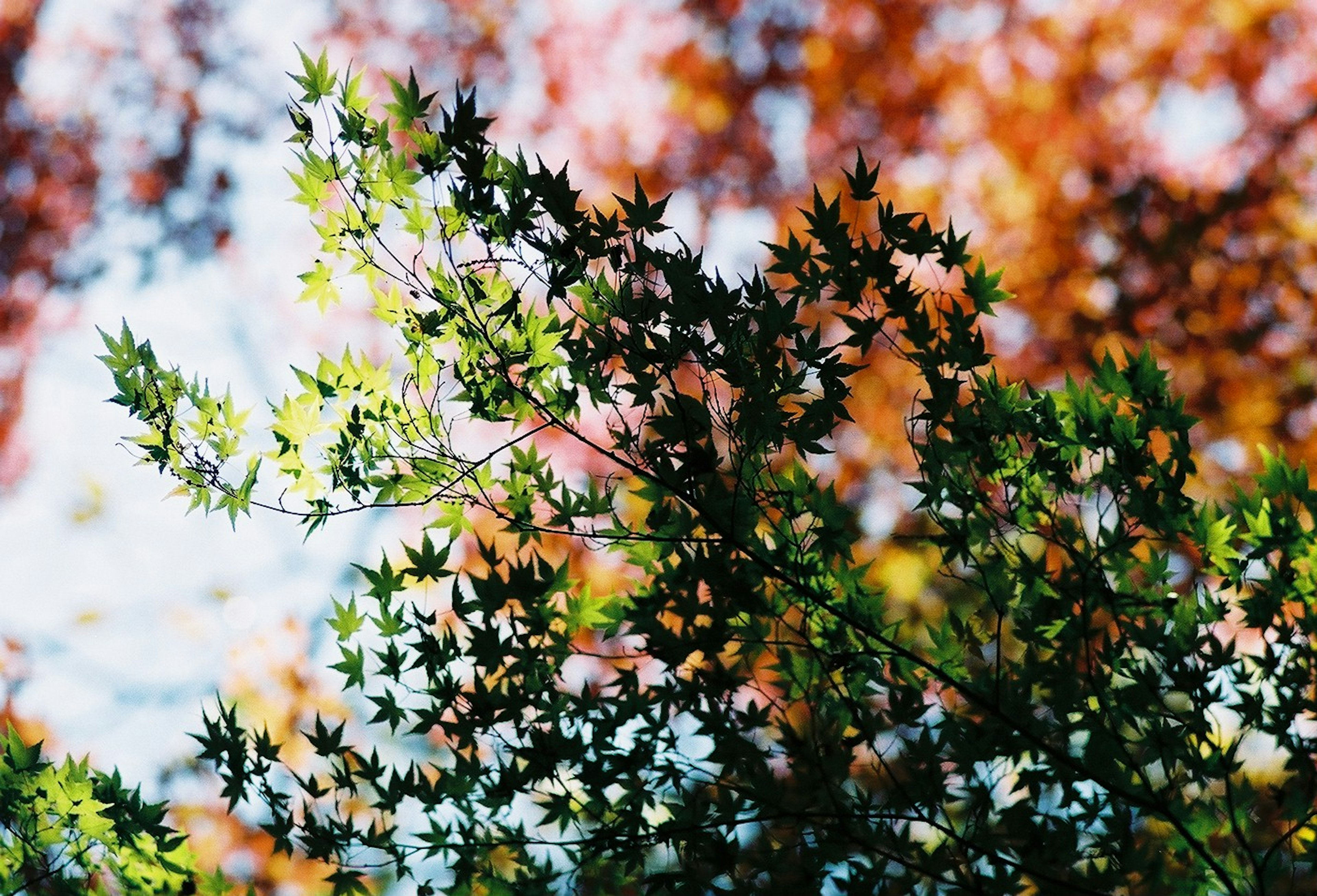 Lebendige Herbstblätter vor blauem Himmel