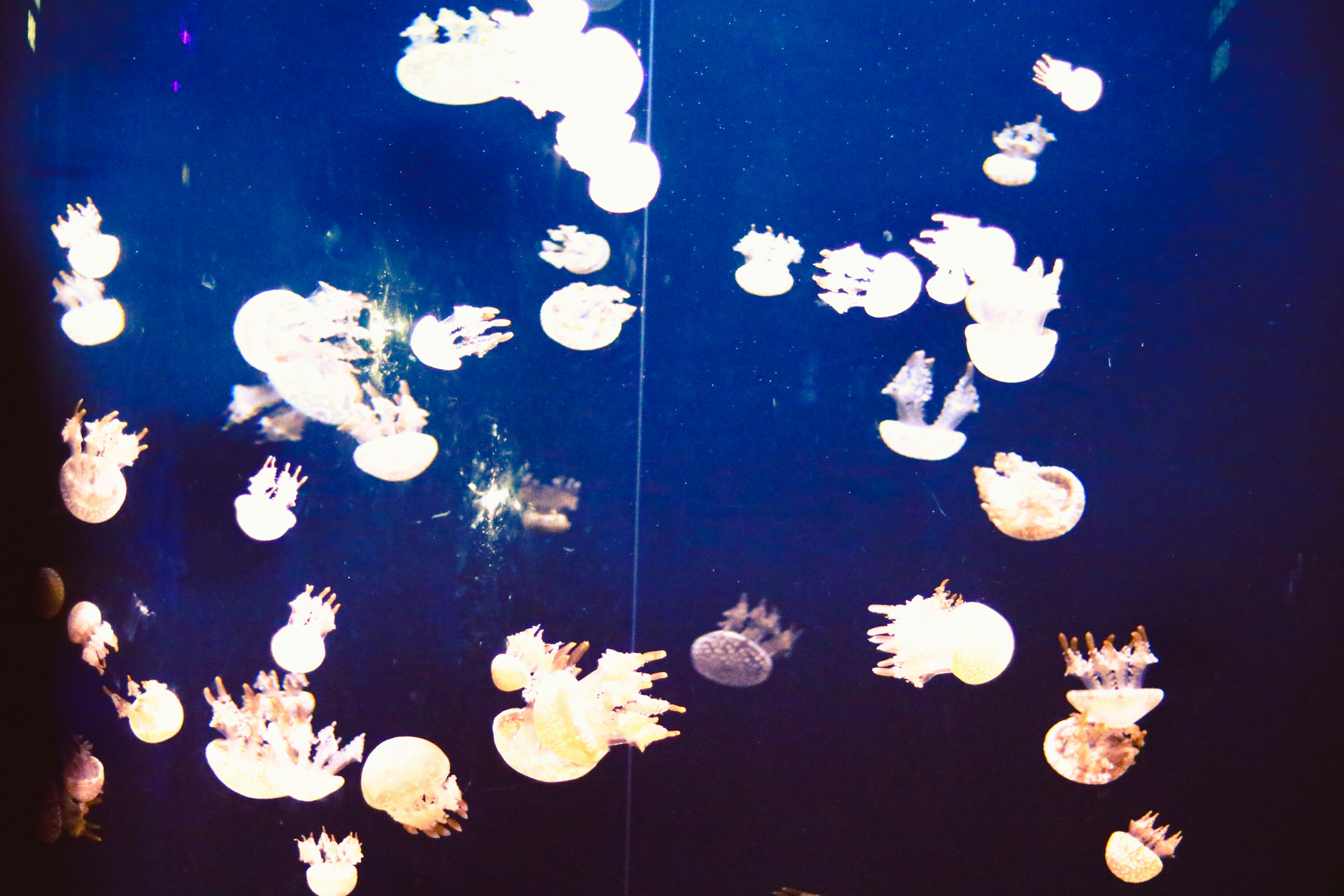 A mesmerizing underwater scene featuring numerous jellyfish floating against a blue background