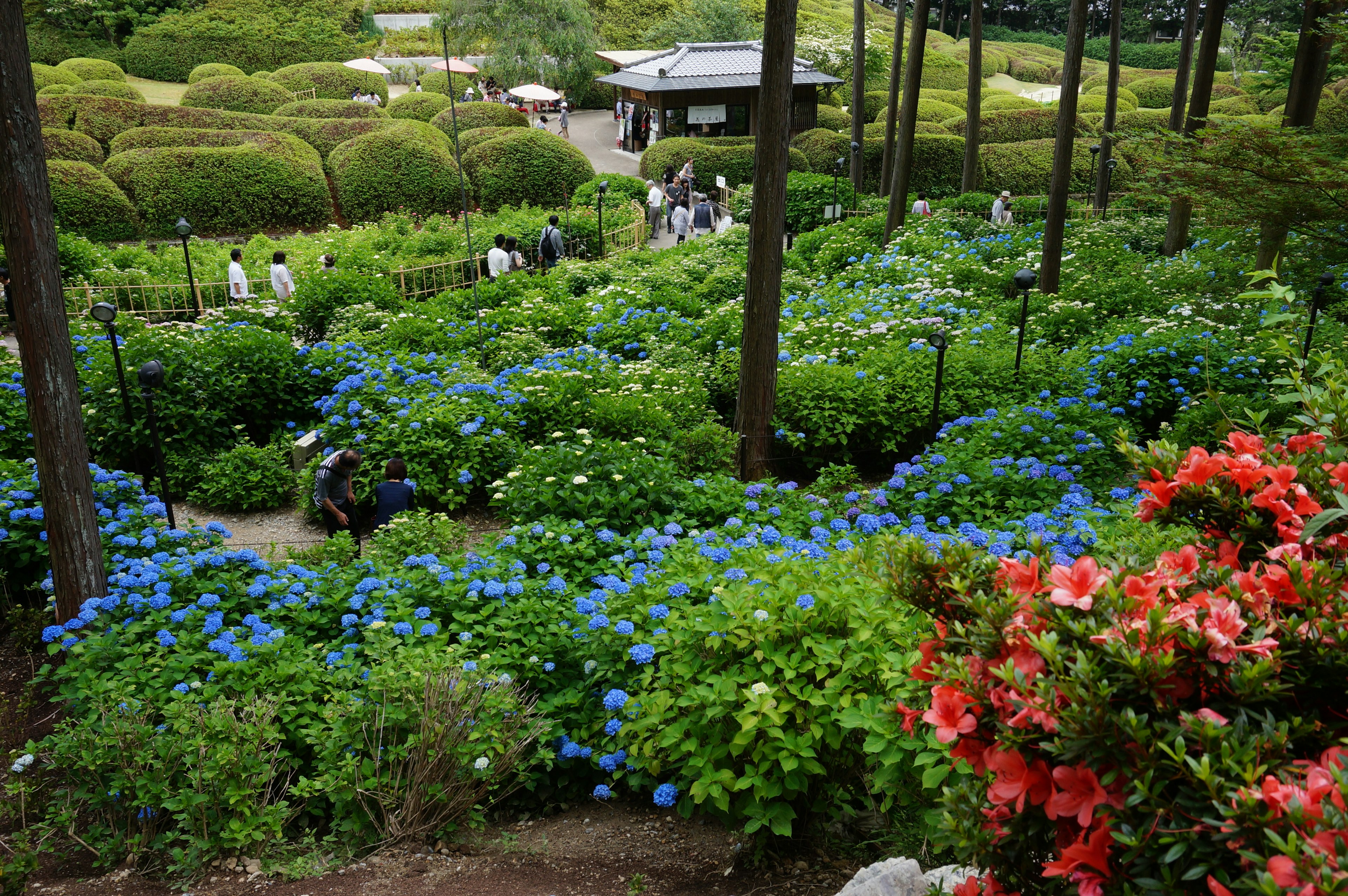 Un paysage avec des hortensias bleus et des jardins verts avec des gens qui se promènent