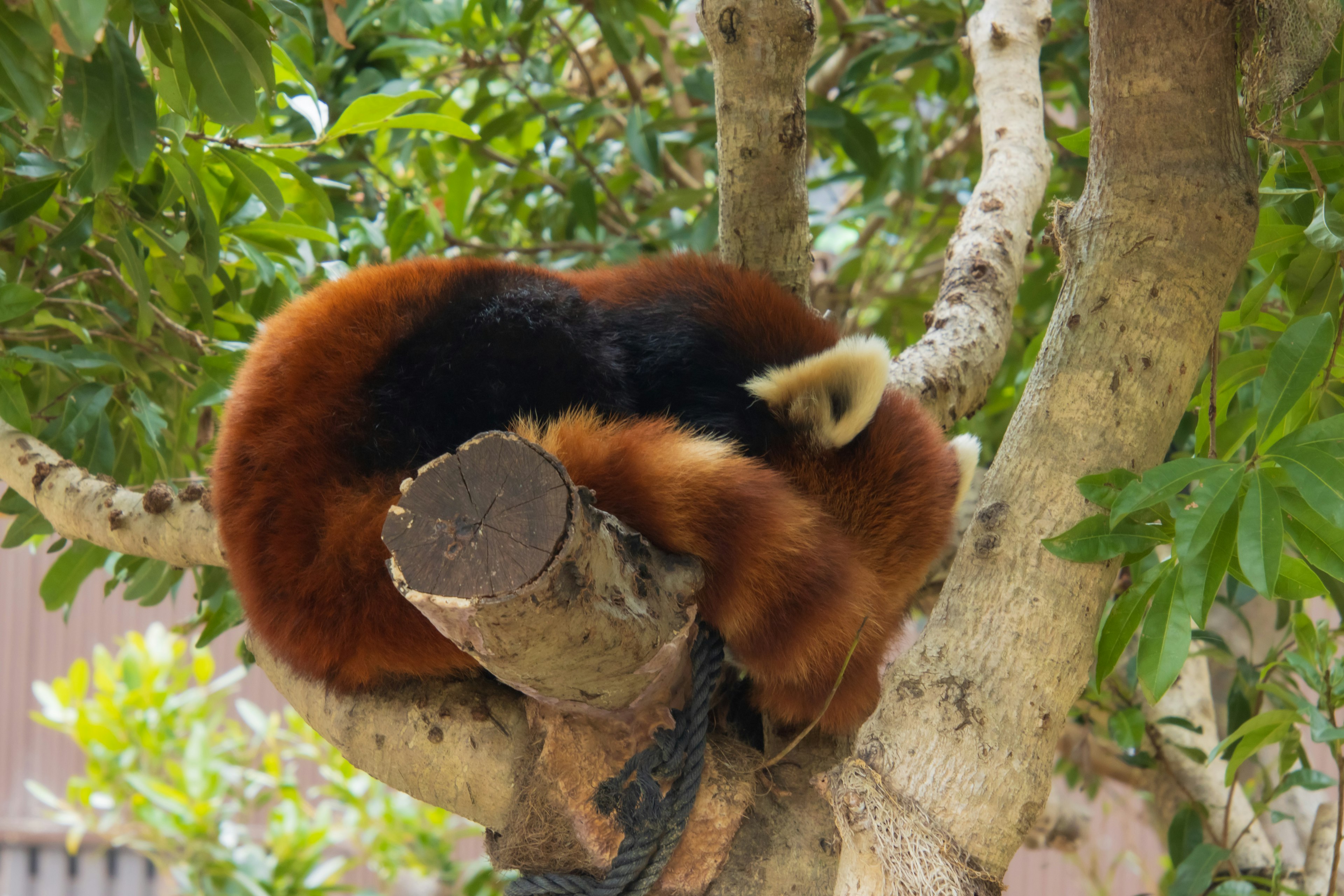 Seekor panda merah melingkar di atas cabang pohon