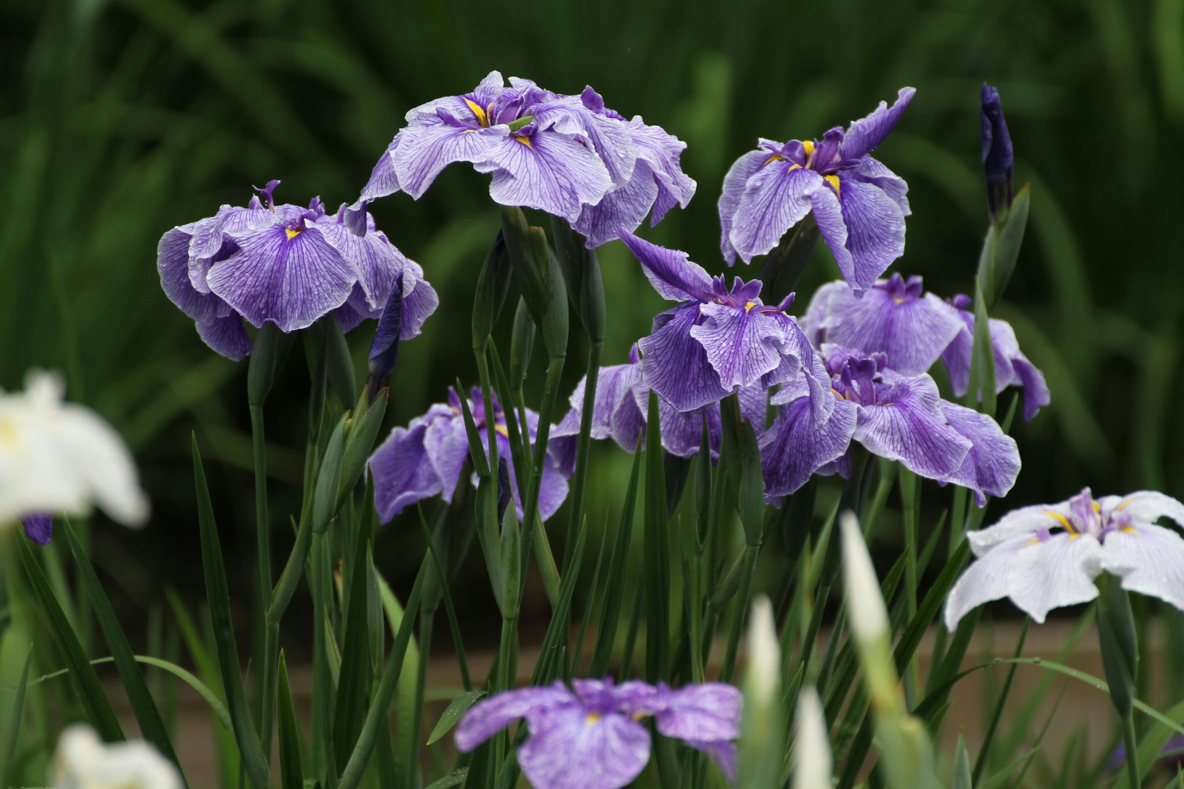 紫色の花が咲いている風景で、緑の茎と葉が周囲に見える