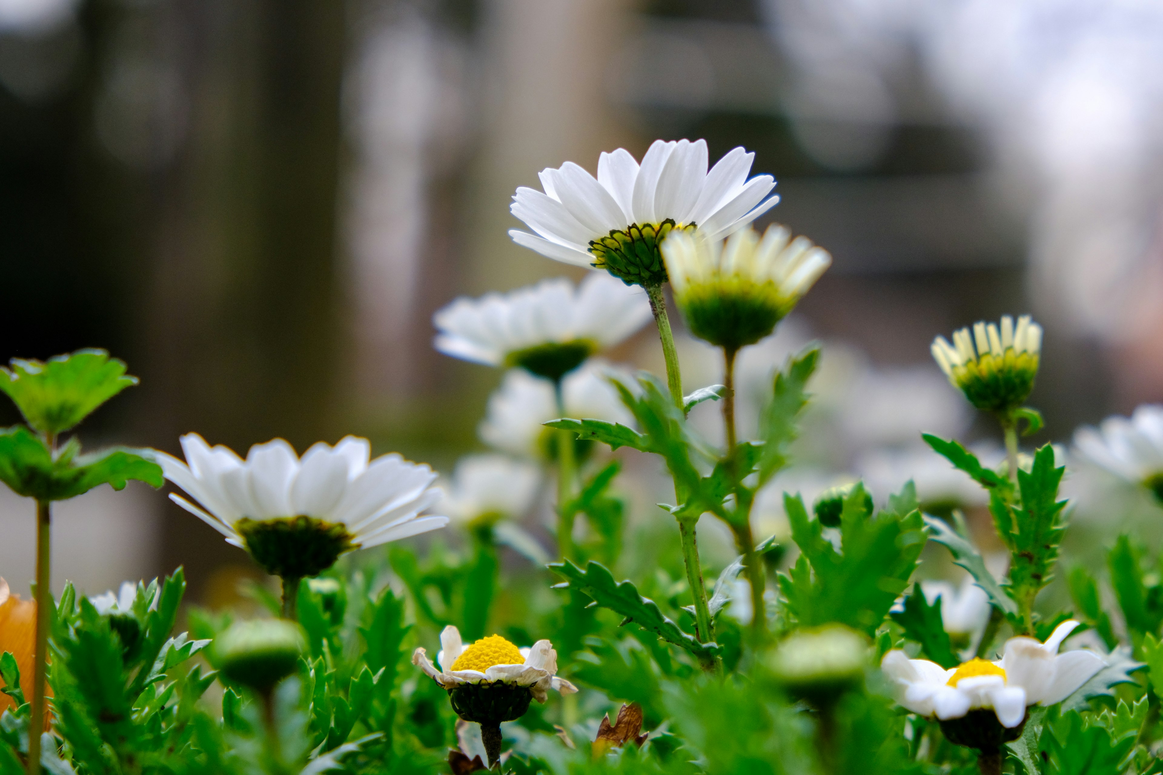 Field of white flowers with green leaves