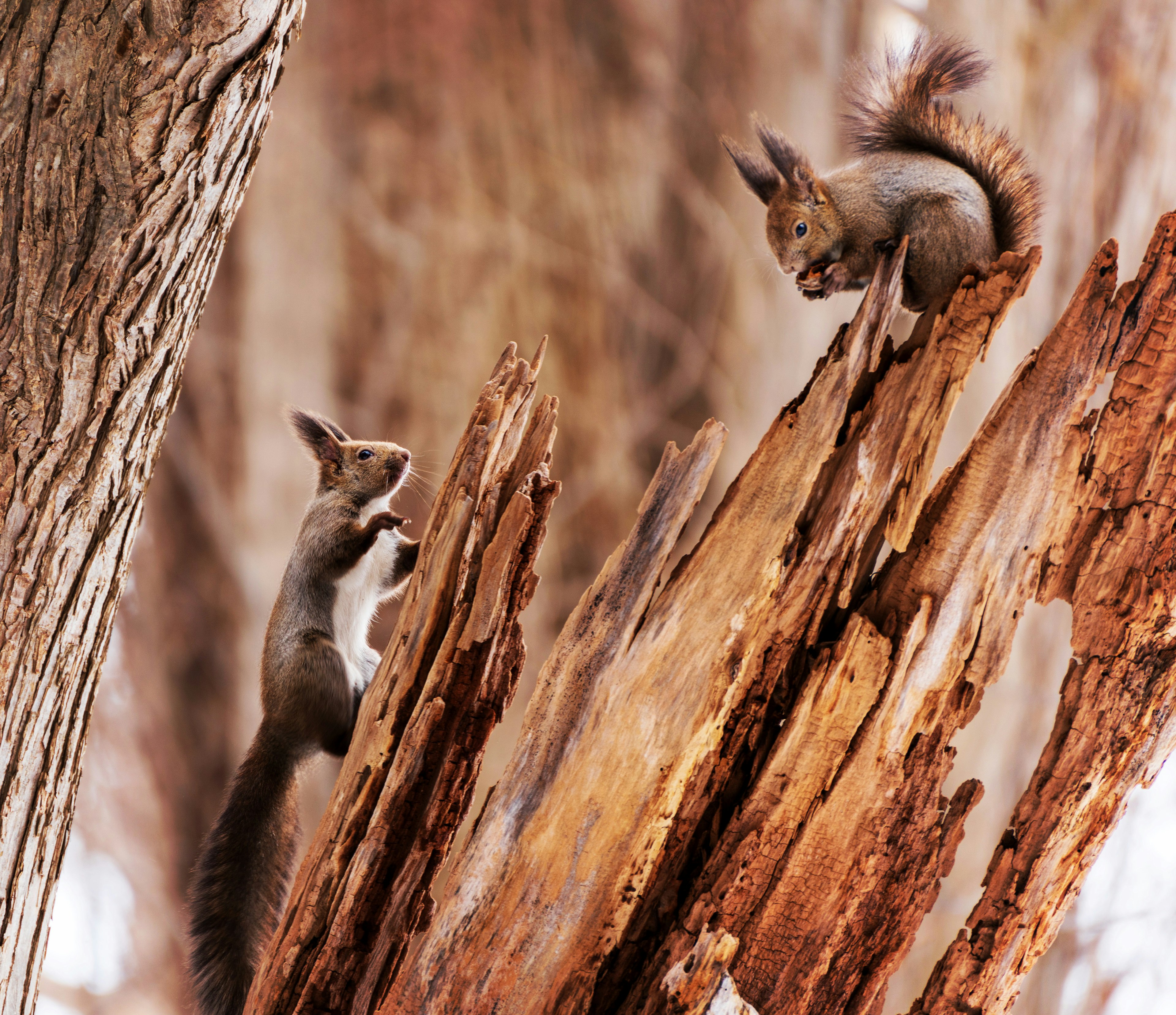 Two squirrels on a tree trunk