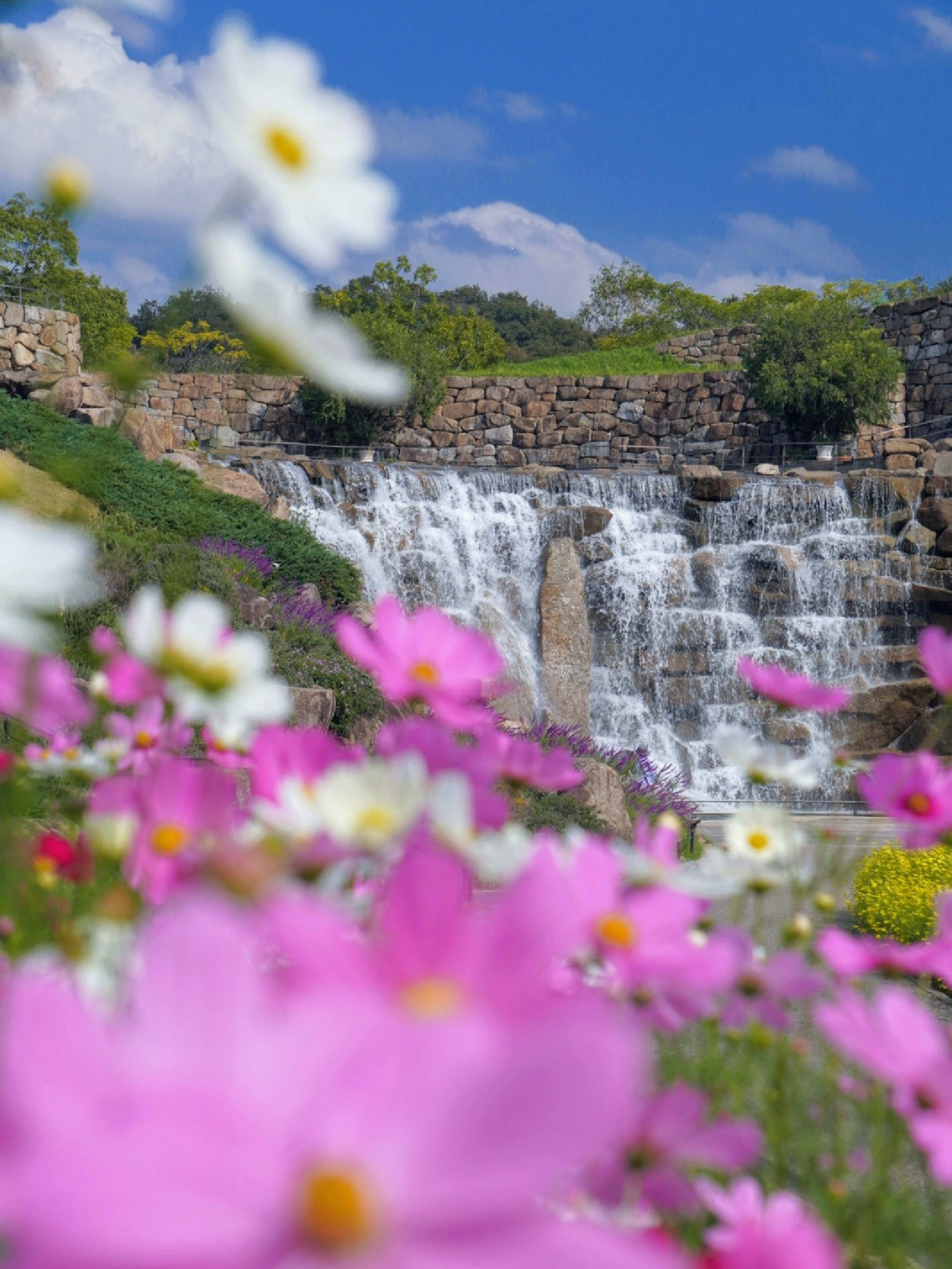 Colorful flowers in front of a beautiful waterfall under a blue sky