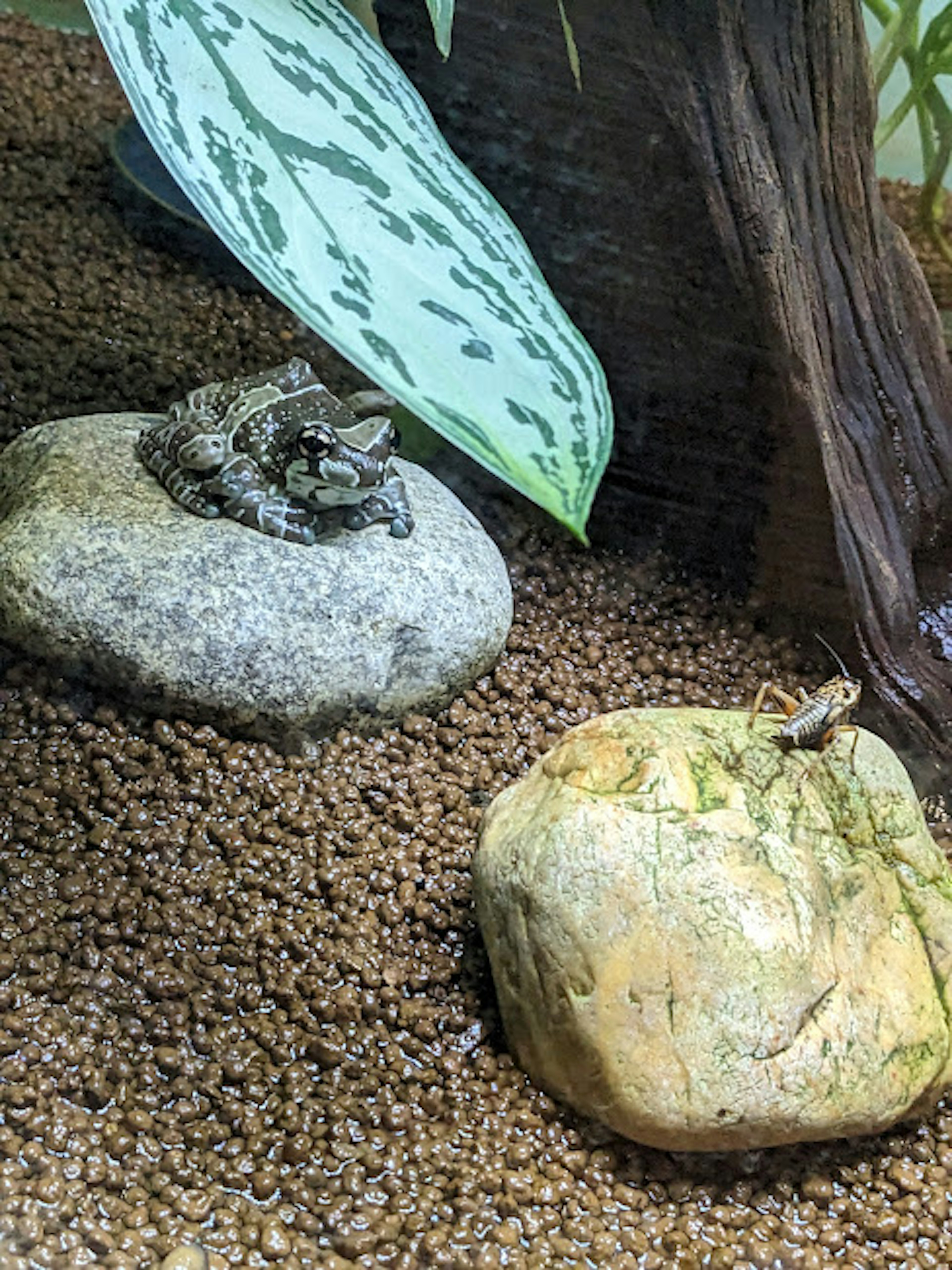 Grenouilles reposant sur des pierres dans un environnement de gravier