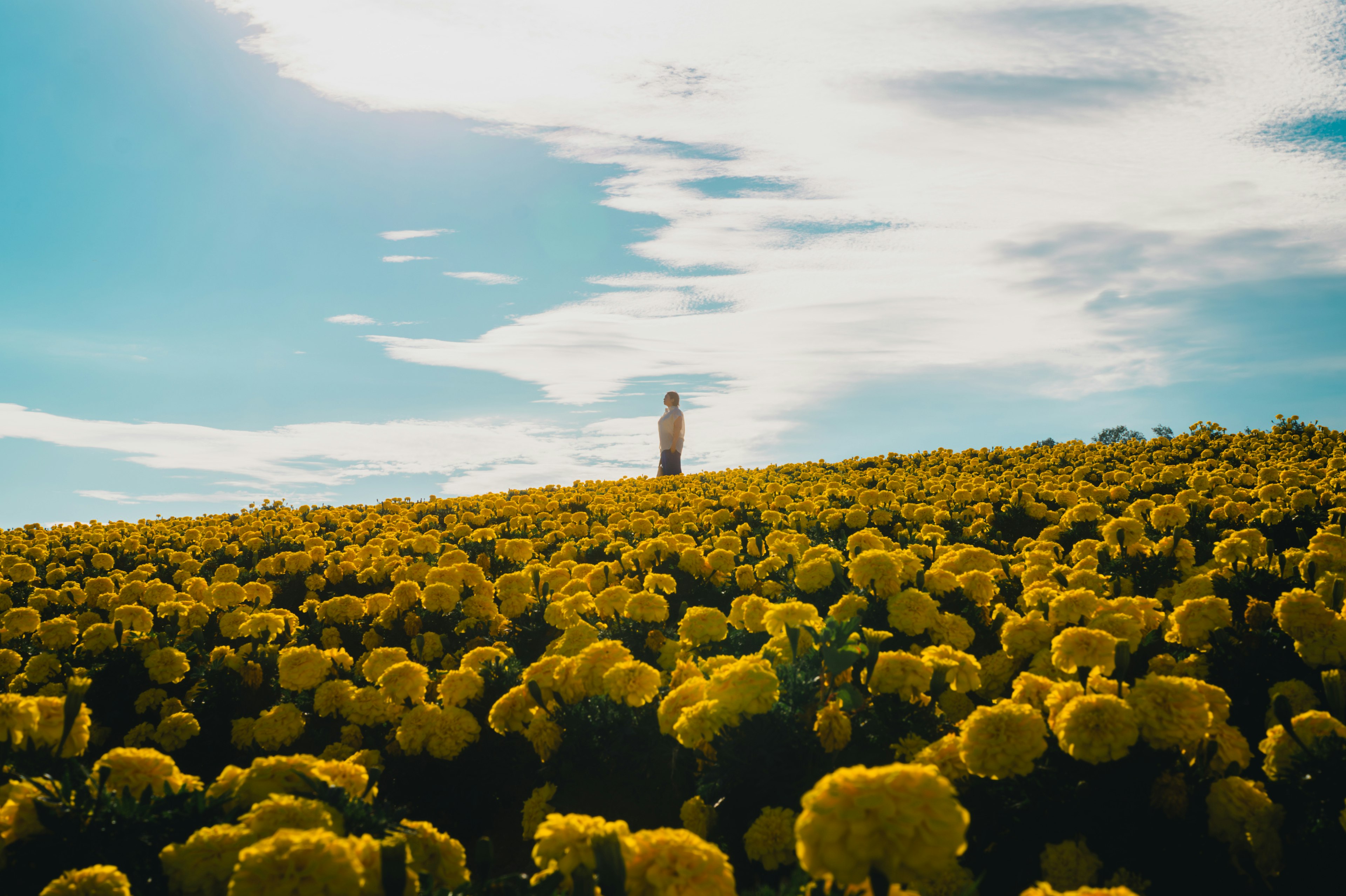 Eine Person steht in einem Feld mit gelben Blumen unter einem blauen Himmel