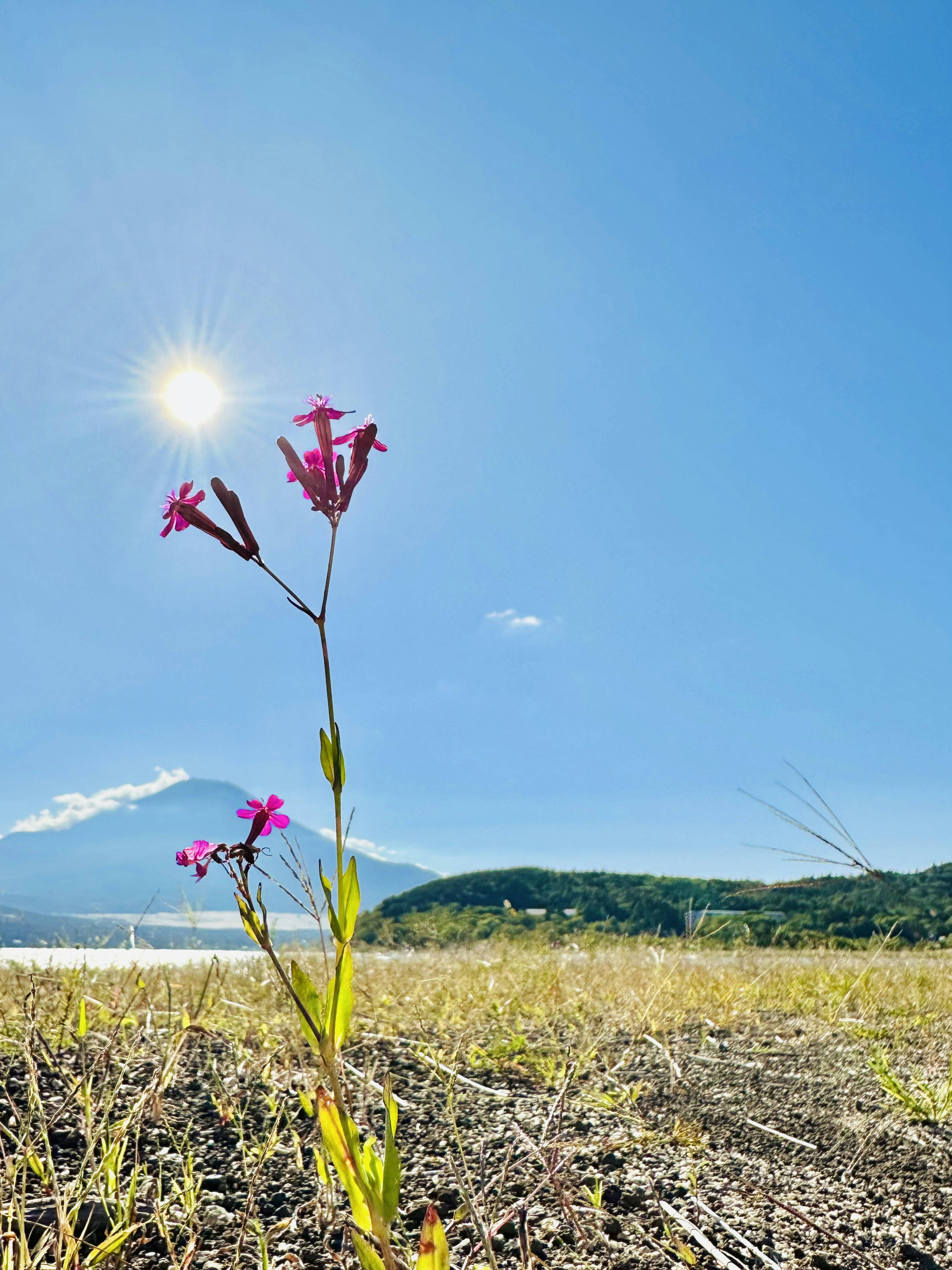 Flor rosa floreciendo bajo un cielo azul con una montaña al fondo