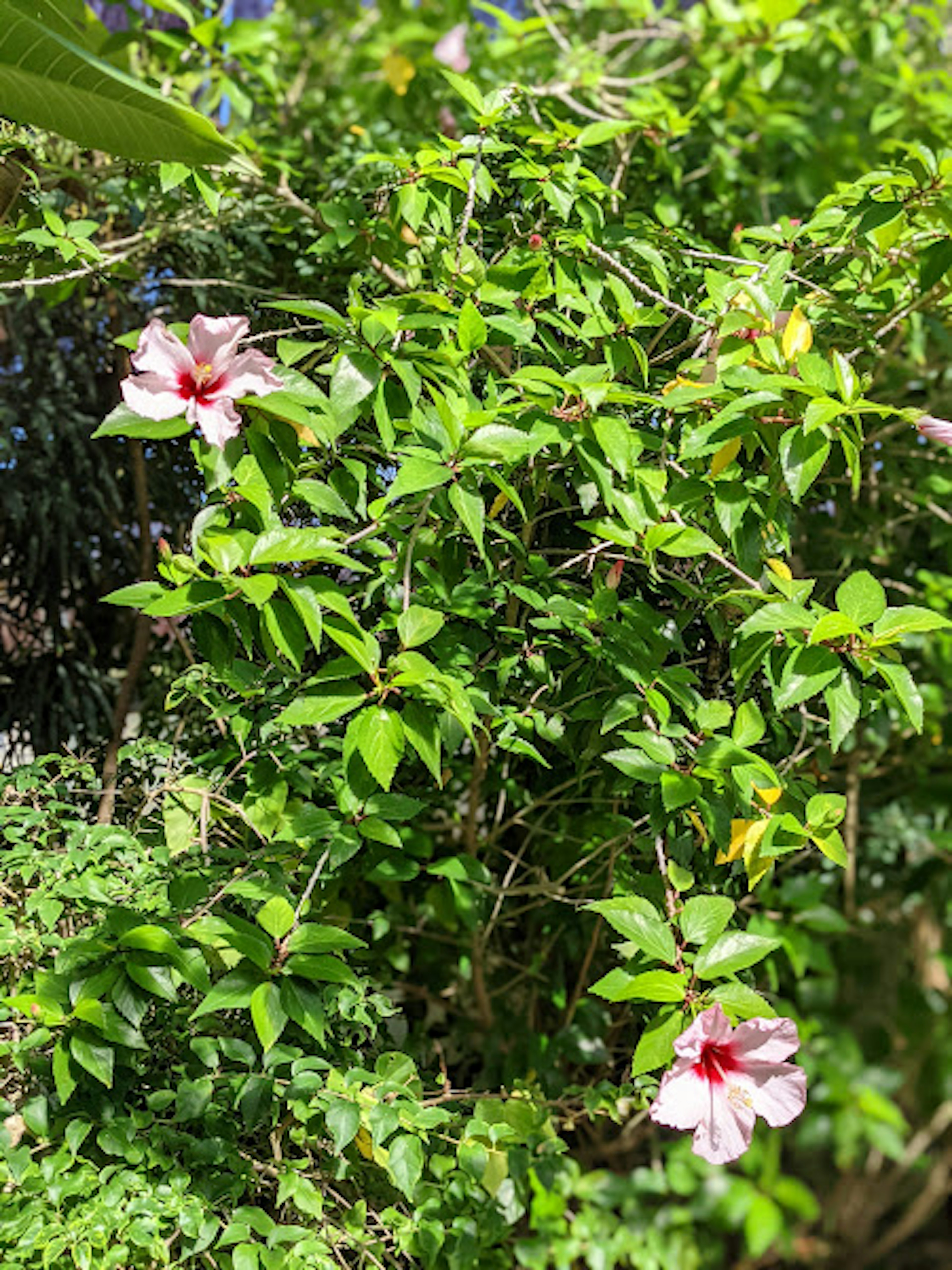 Bunga hibiscus merah muda mekar di antara daun hijau subur