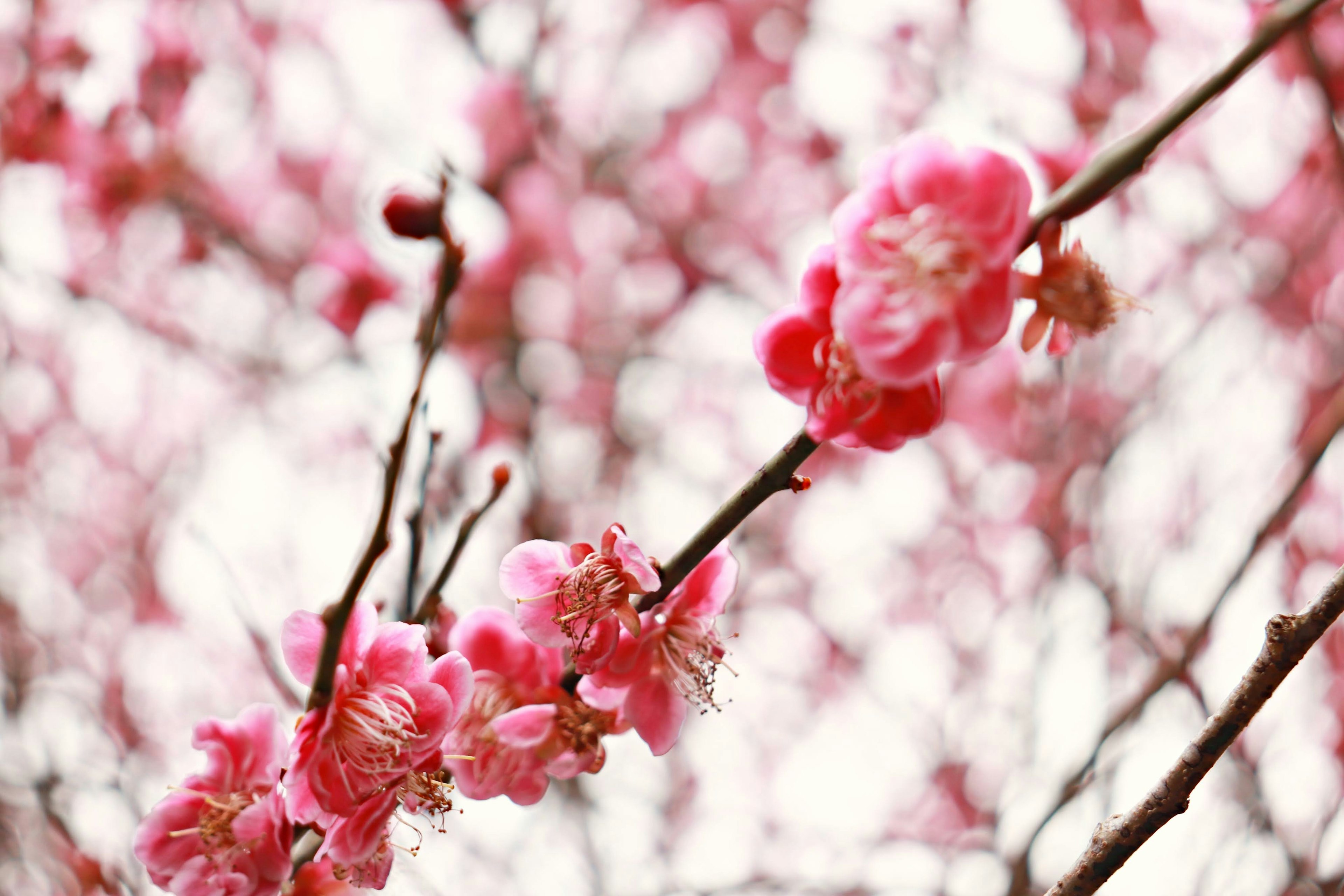 淡いピンクの花が咲く梅の枝のクローズアップ