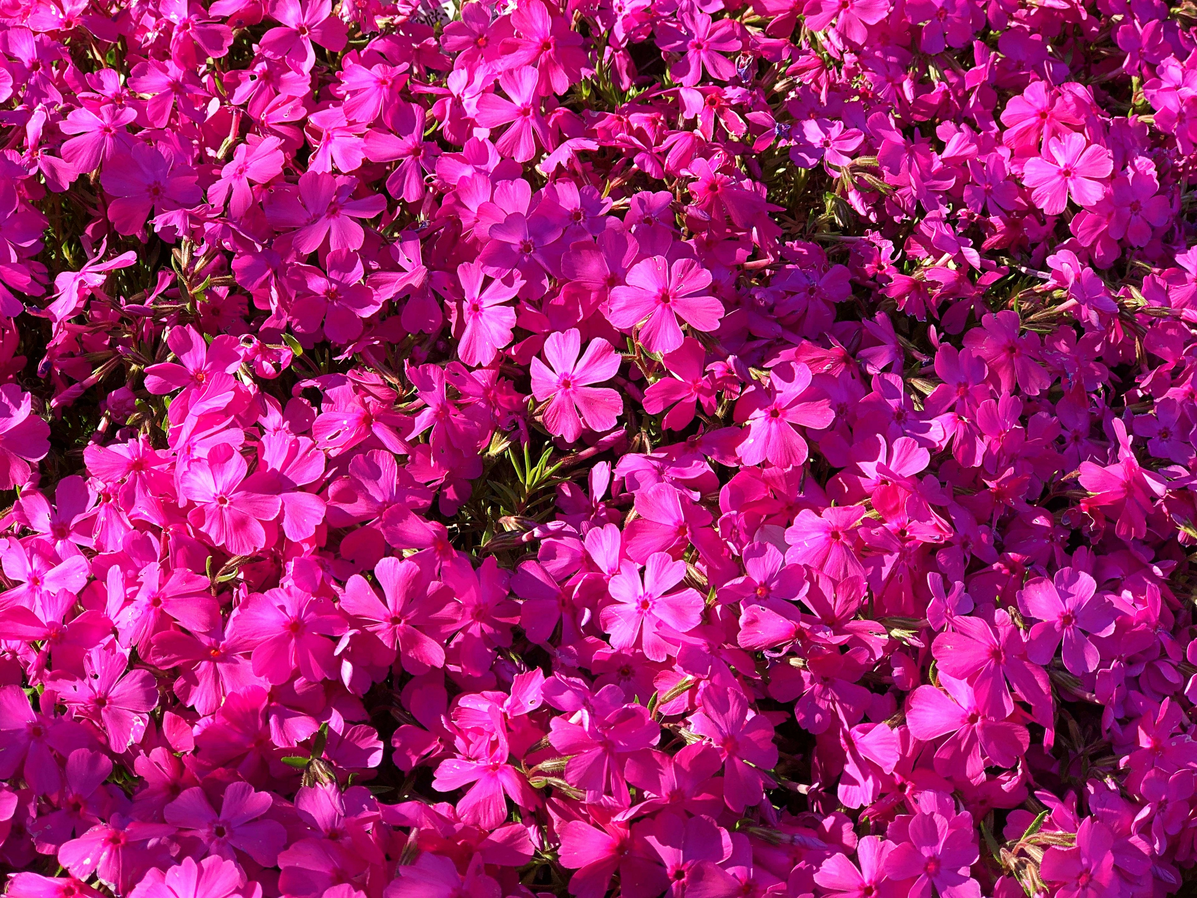 Flores rosas vibrantes floreciendo en abundancia