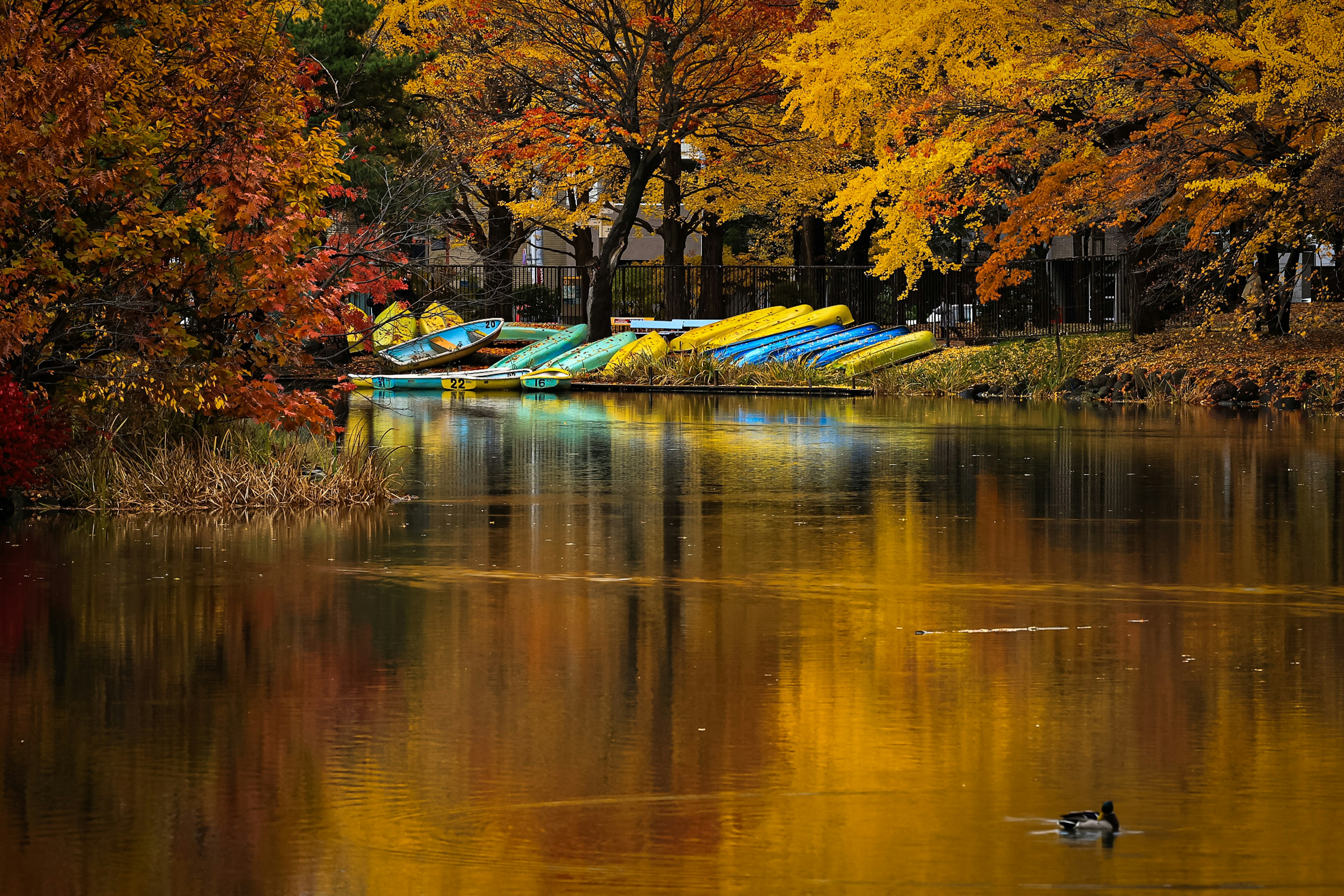 Autumn scenery with colorful trees and parked kayaks by the lake