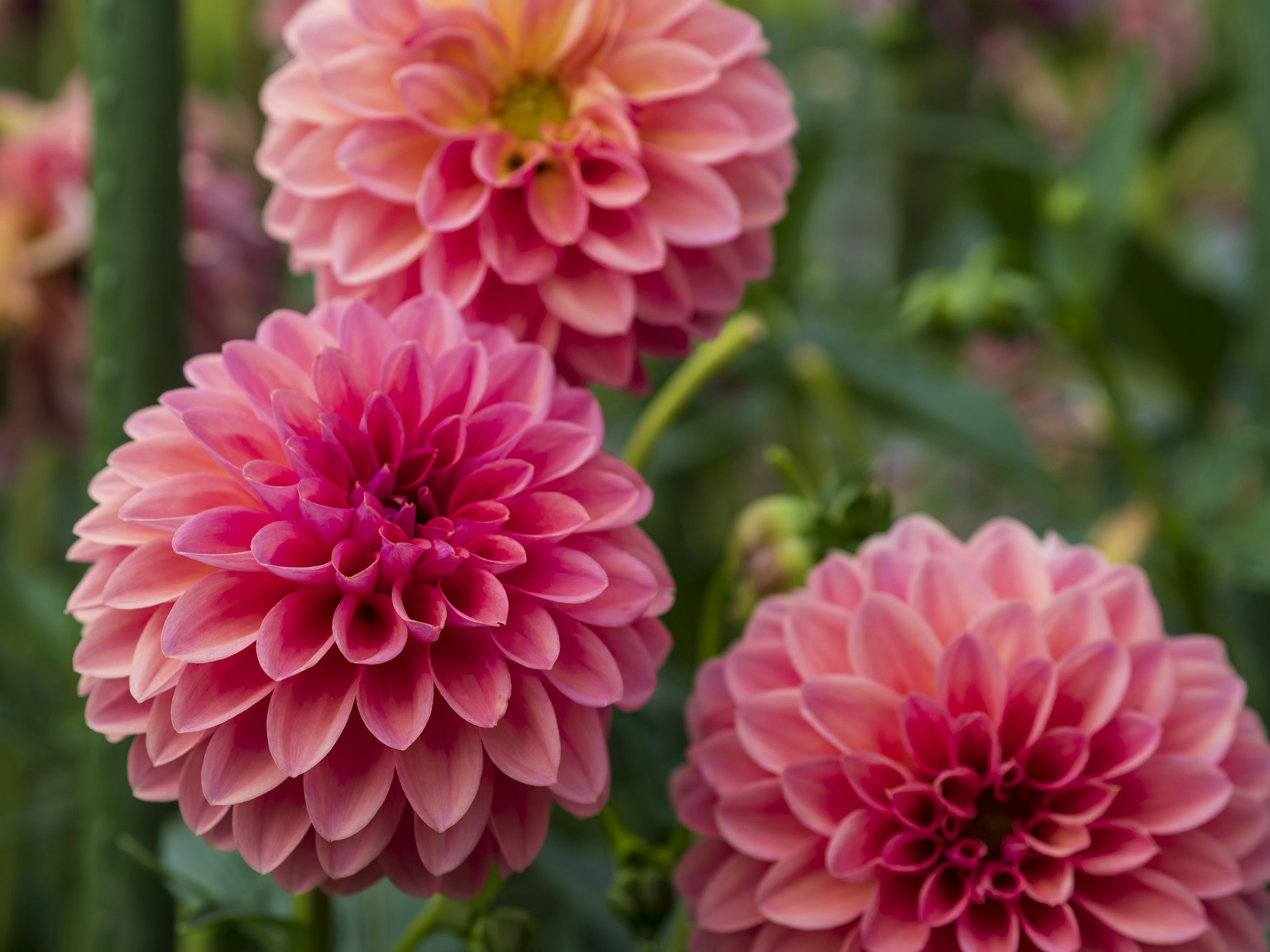 Blooming pink dahlia flowers in a garden