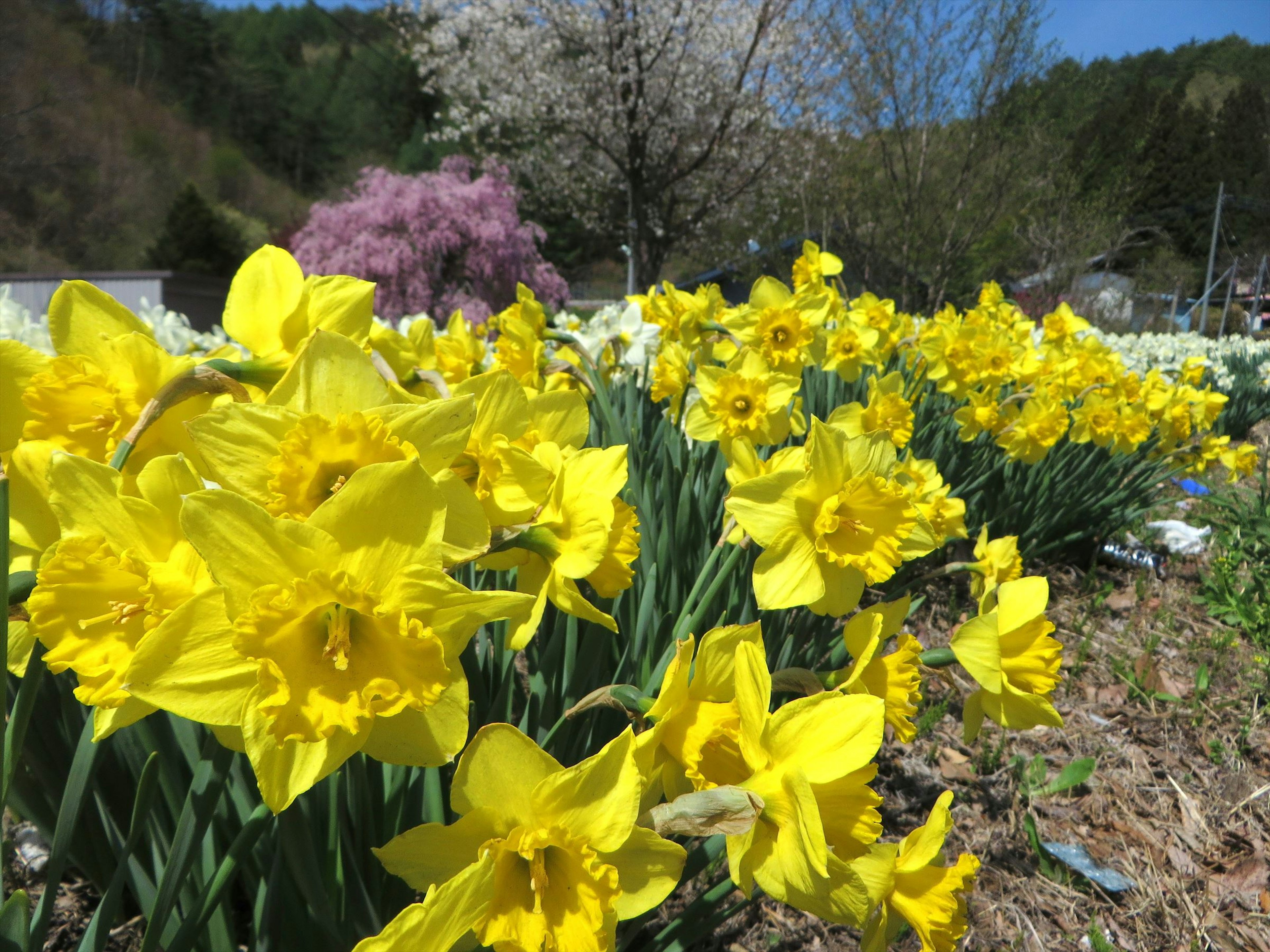 Vibranti narcisi gialli che fioriscono in un giardino pittoresco