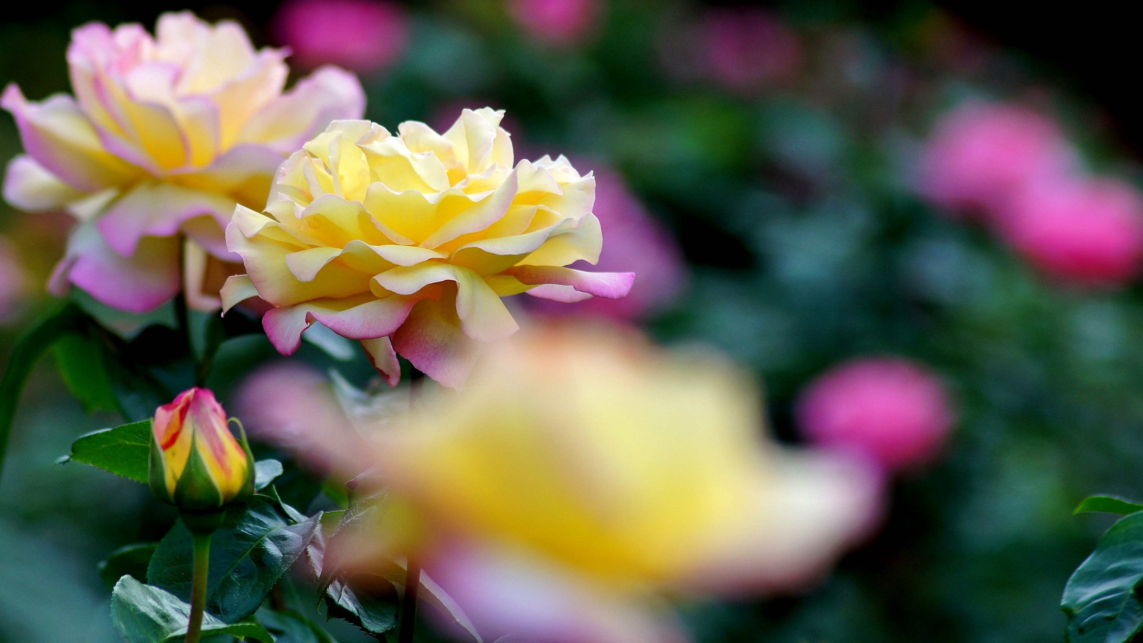 Eine Gartenszene mit bunten blühenden Rosen