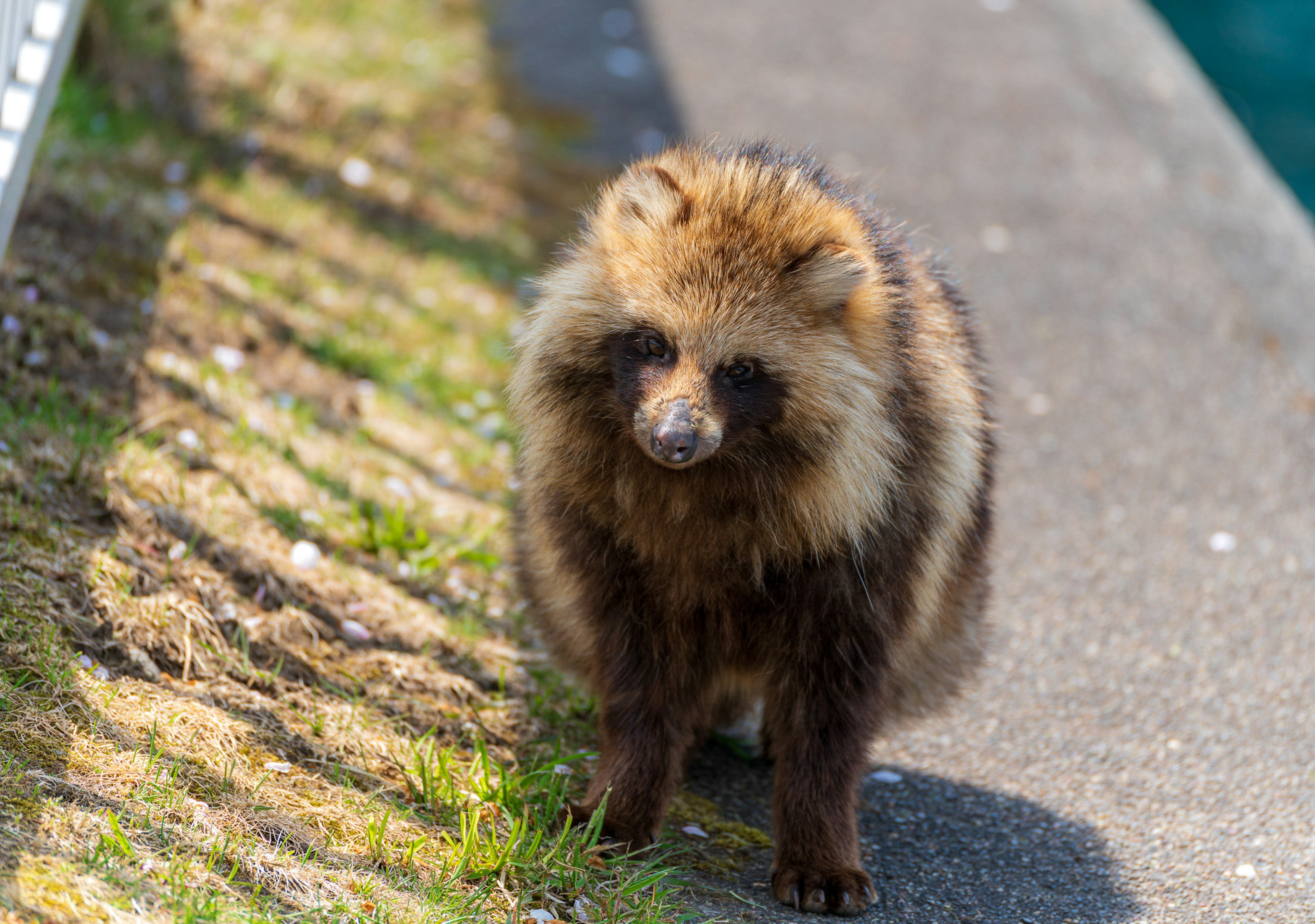 Flauschiges Tier steht am Straßenrand