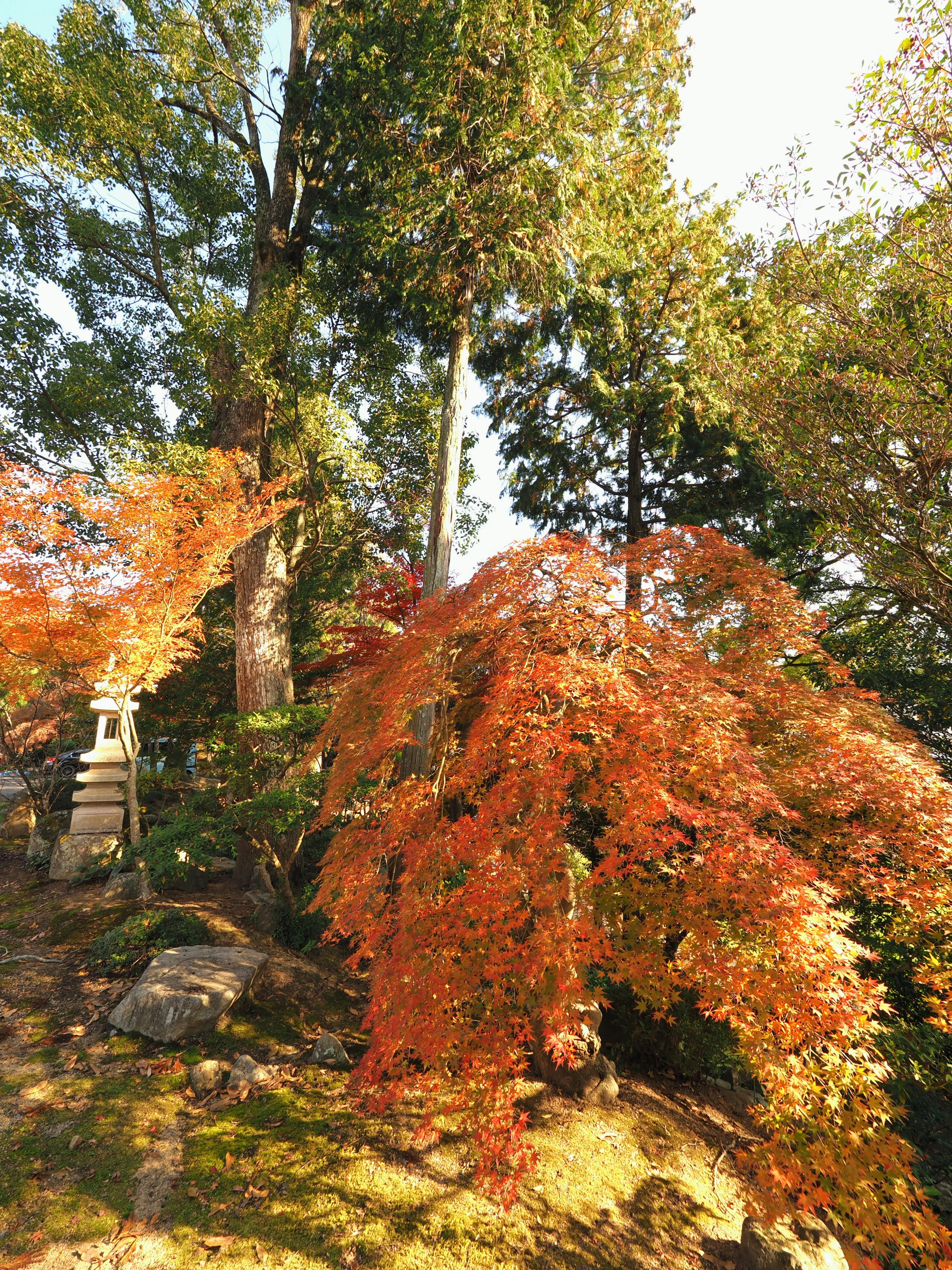 秋の紅葉が美しい庭の風景　赤やオレンジの葉が目を引く