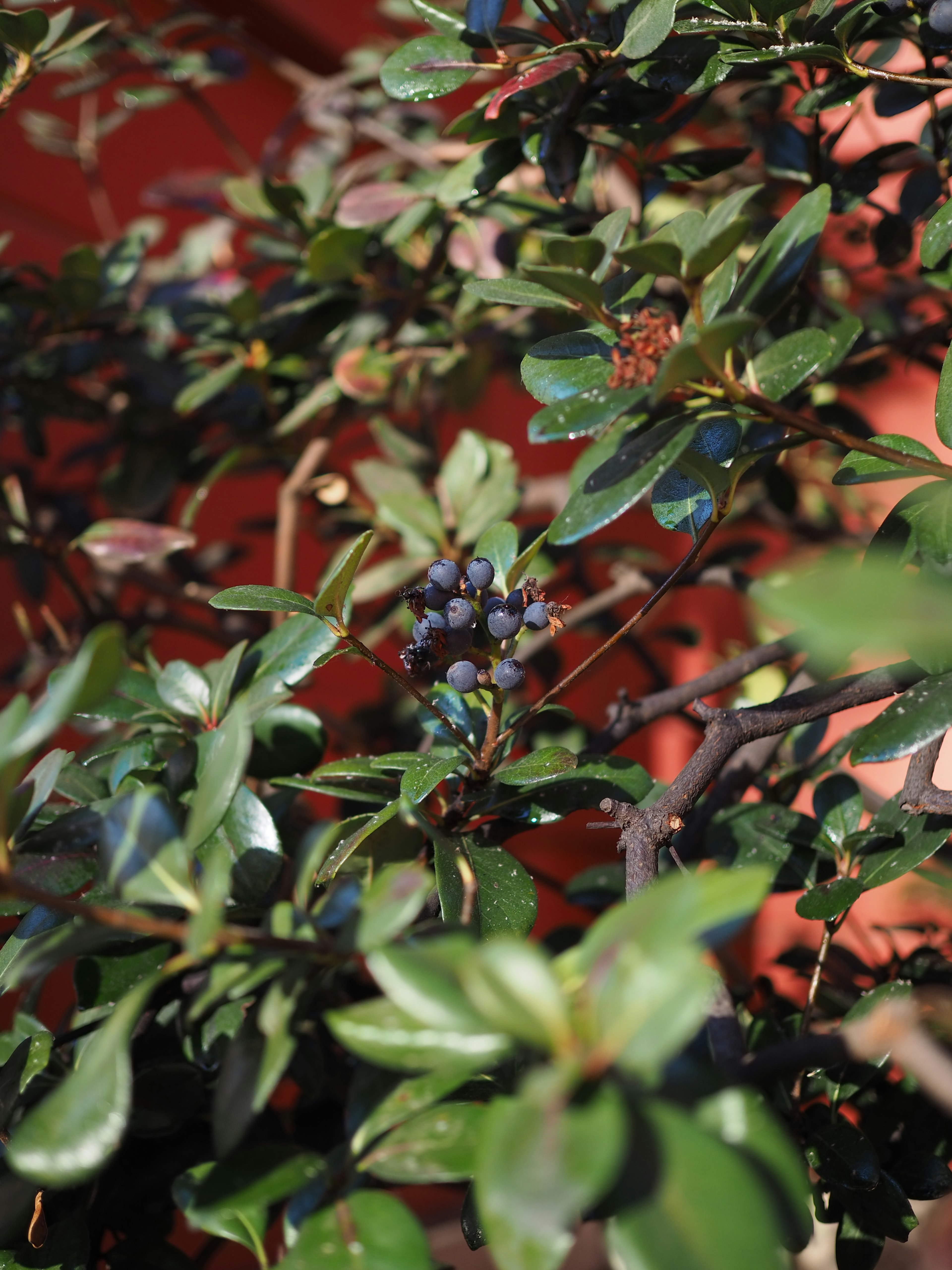 Nahaufnahme einer Pflanze mit dunkelgrünen Blättern und blauen Beeren