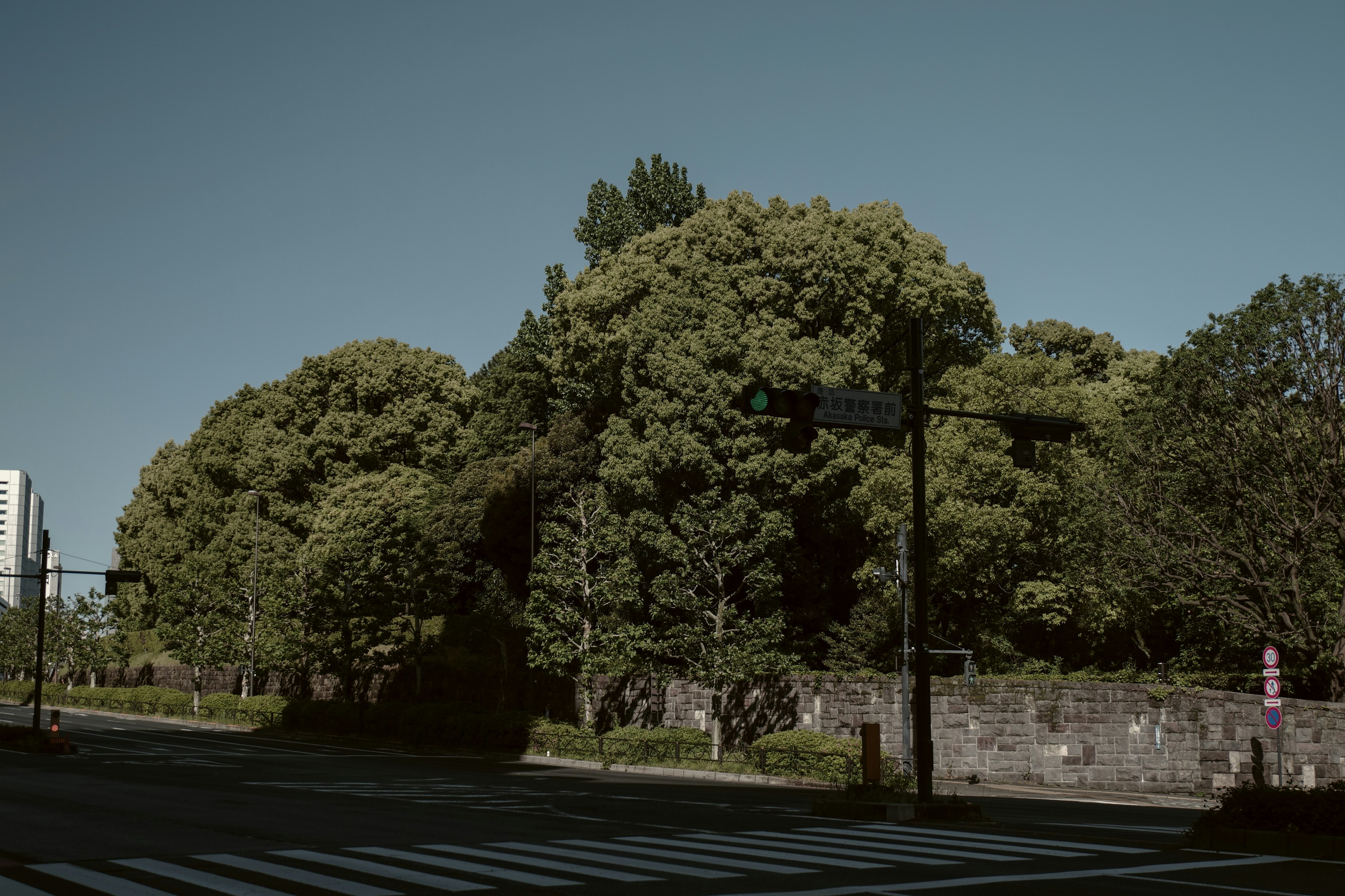 Alberi verdi lussureggianti che costeggiano una scena di strada tranquilla