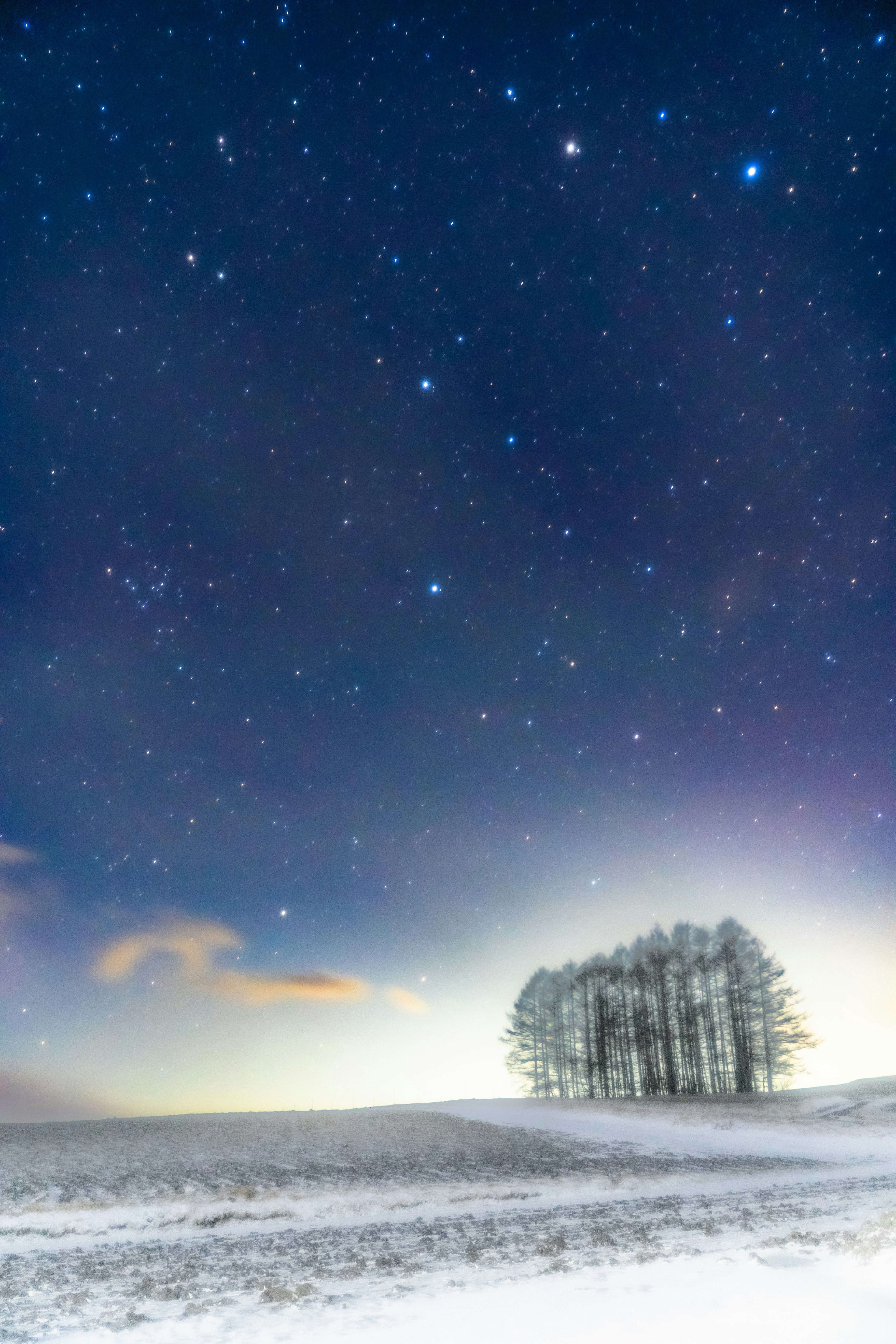 Silhouette of trees under a starry sky in a snowy landscape