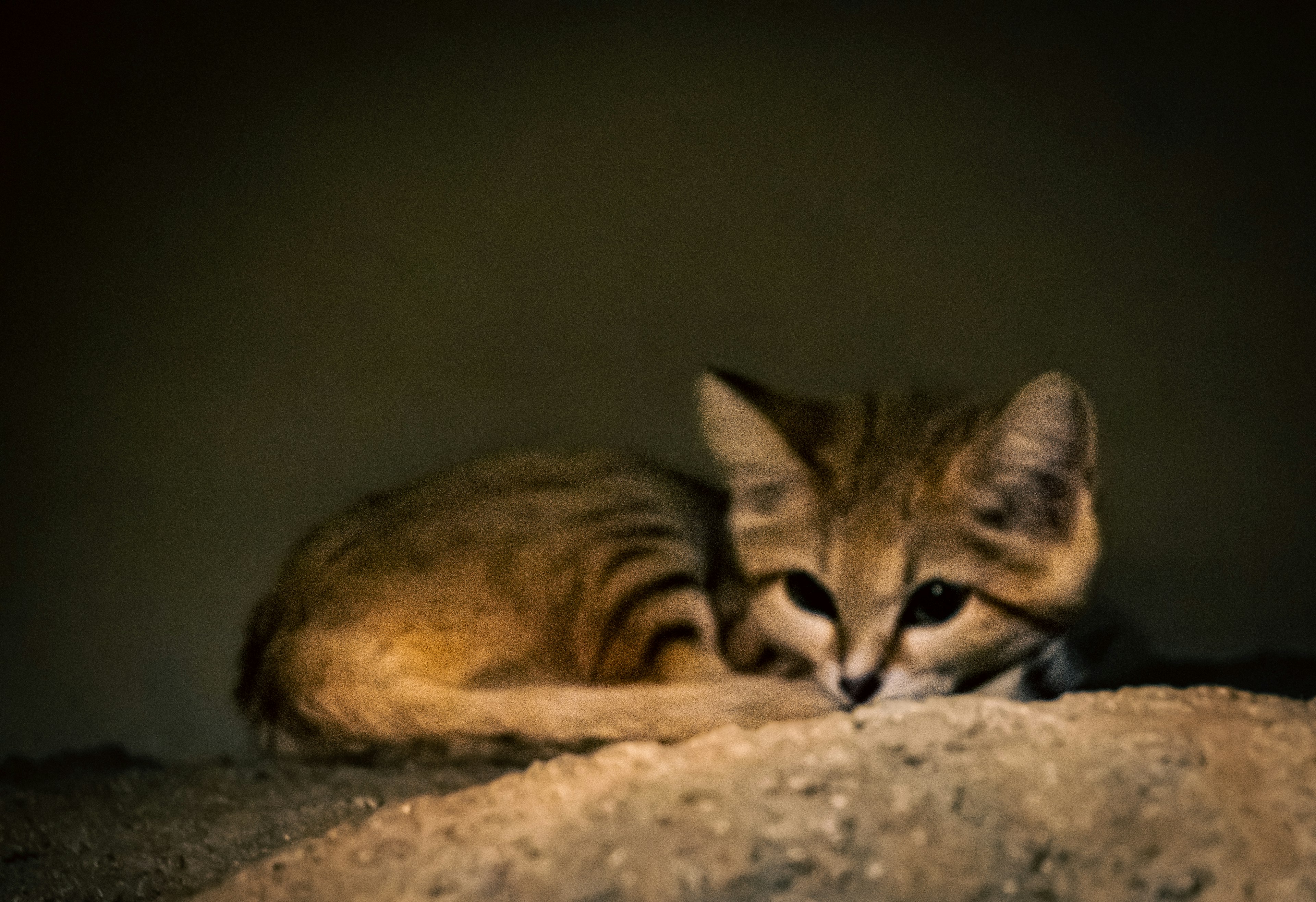 A small serval cat hiding in the desert environment