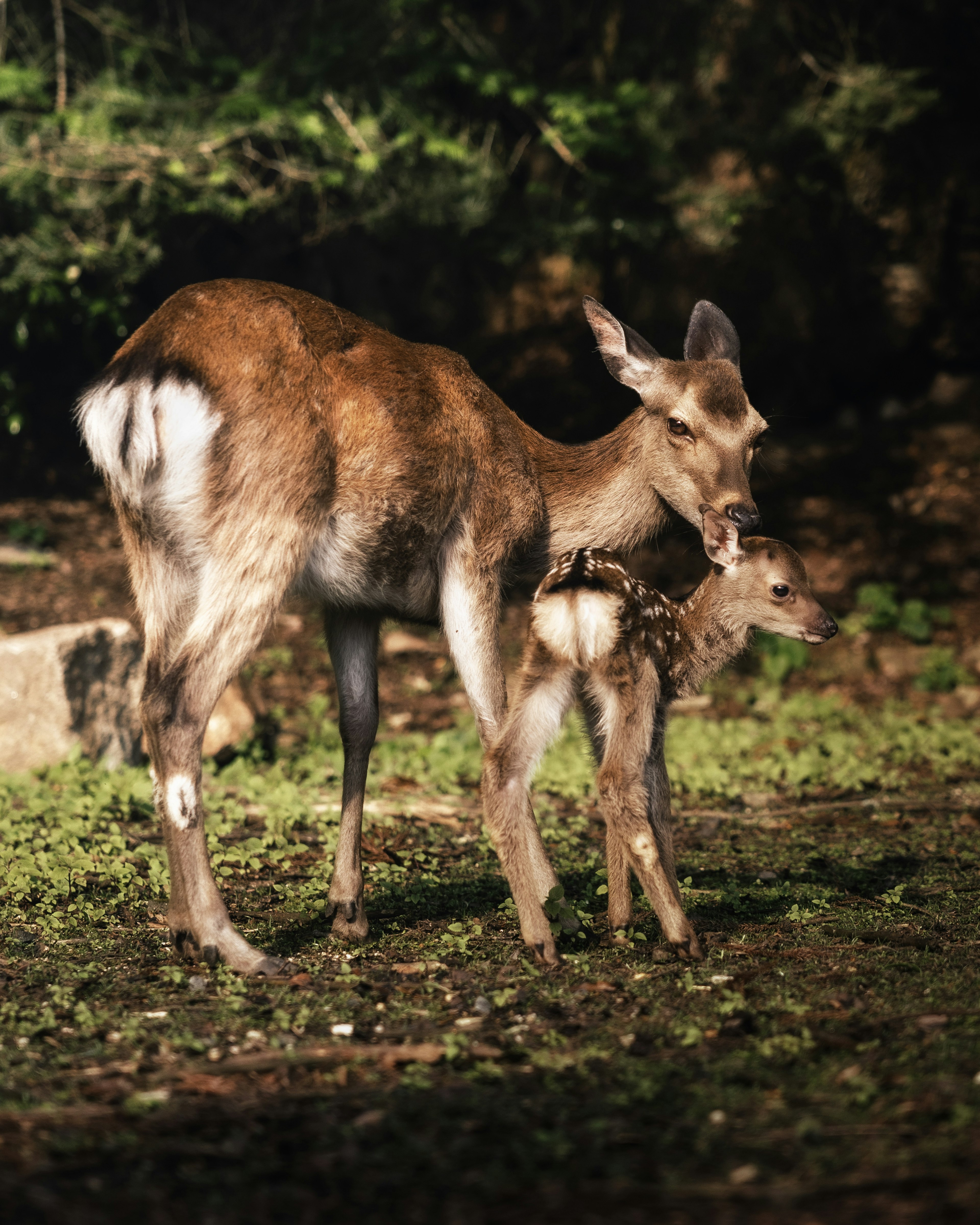 Une biche et son faon se tenant côte à côte sur de l'herbe verte