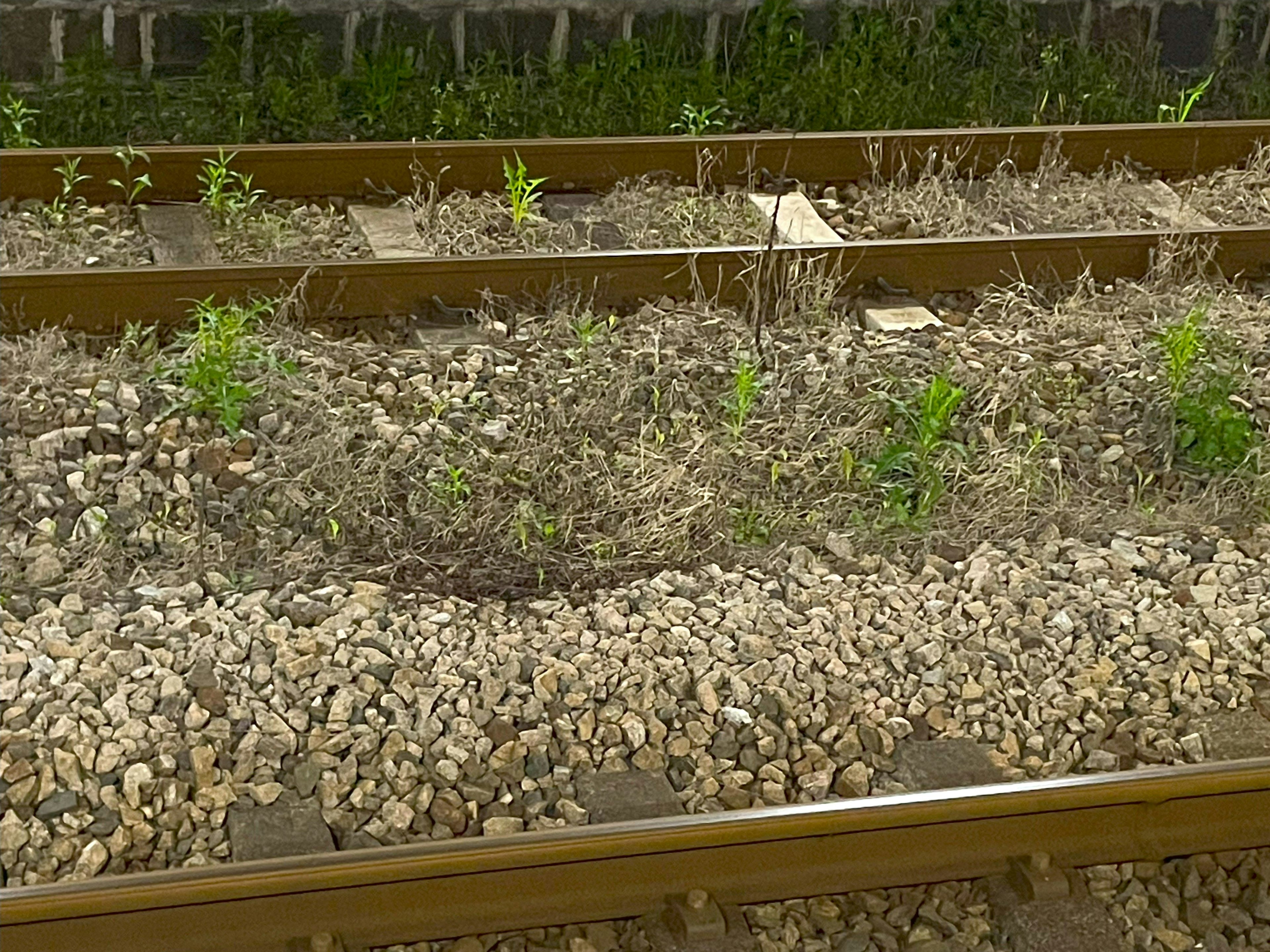 Piccole erbe che crescono tra i binari ferroviari con ghiaia