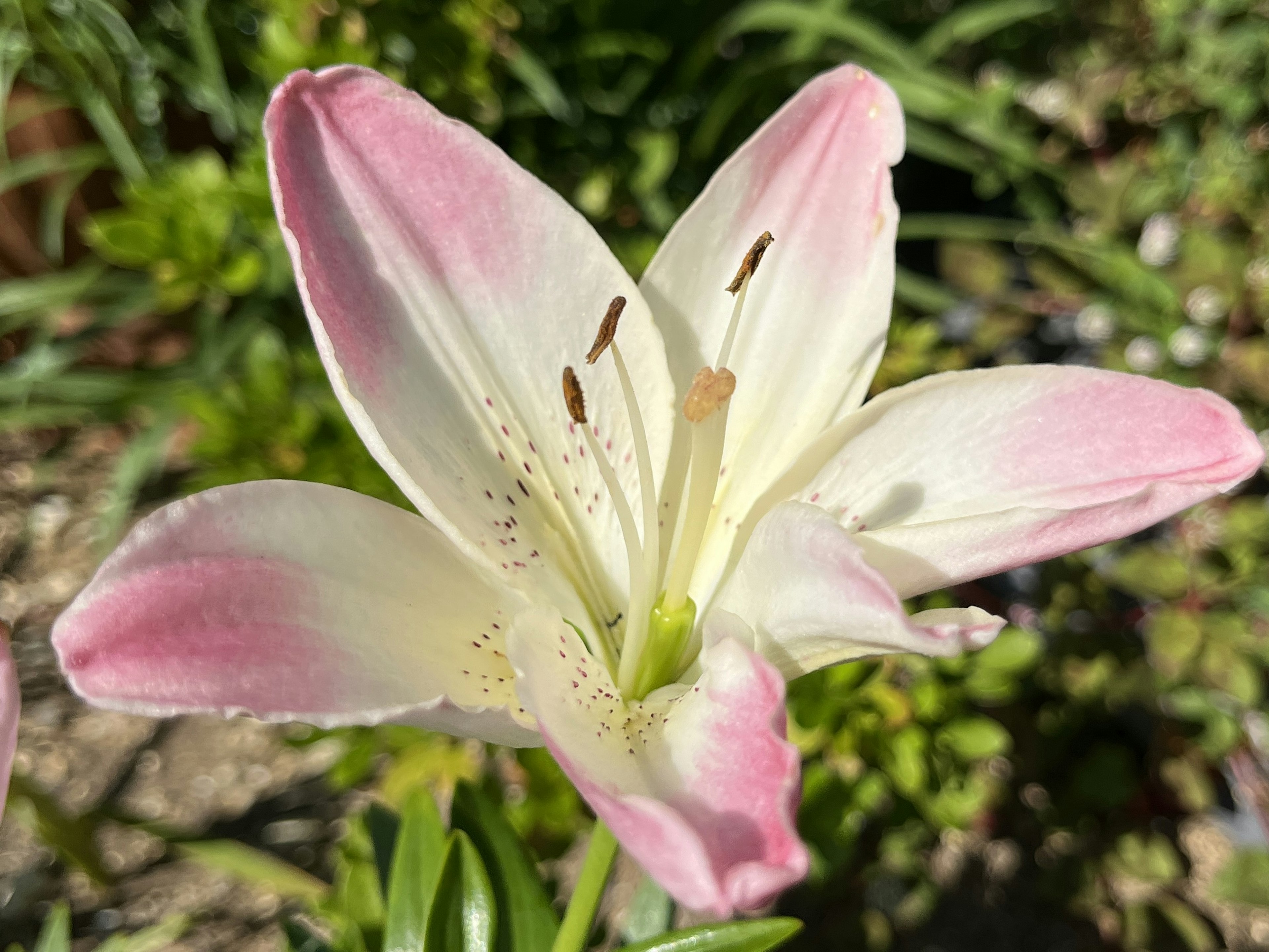 Hermosa flor de lirio blanca y rosa en floración