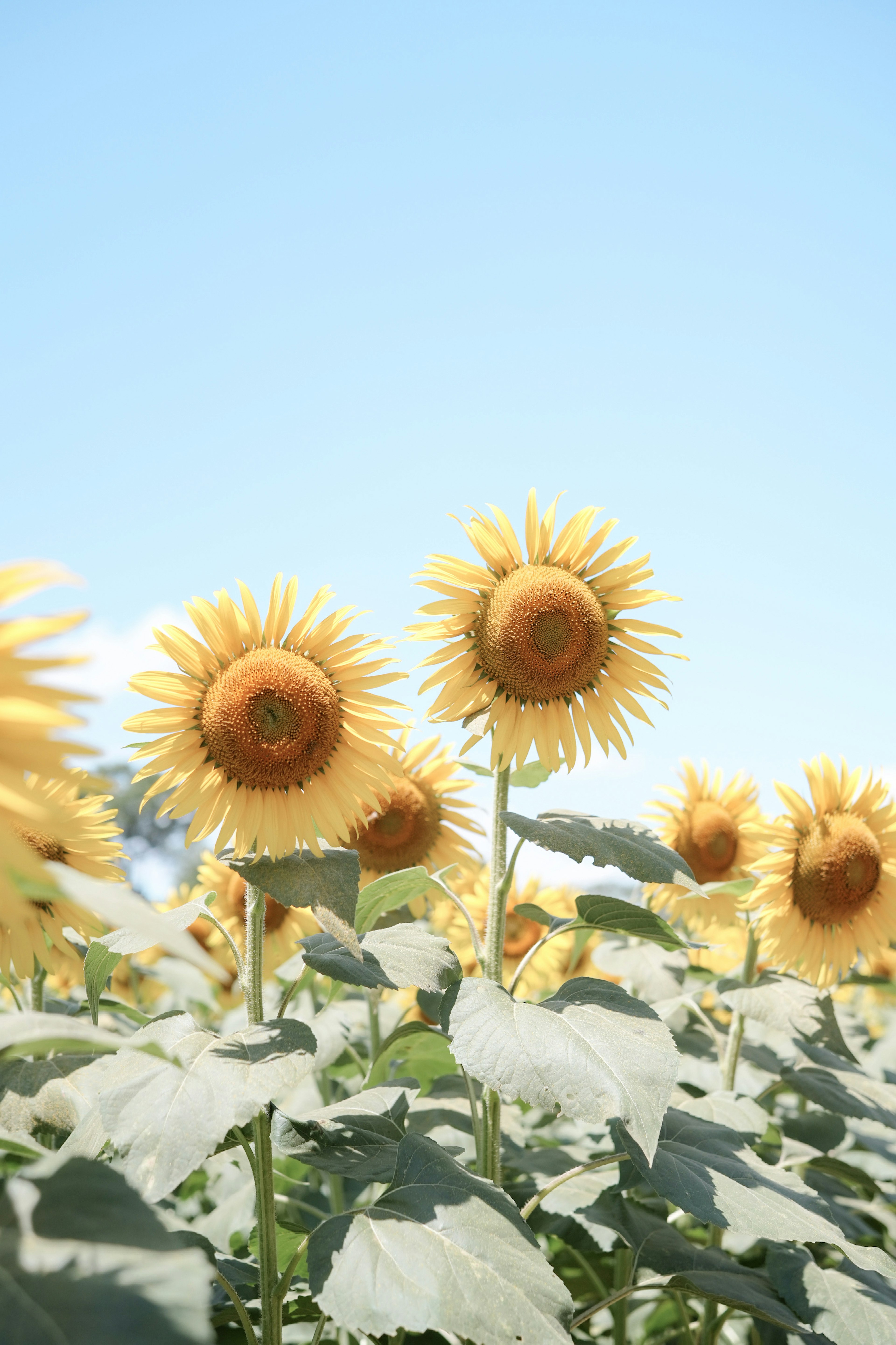 Un campo de girasoles floreciendo bajo un cielo azul claro