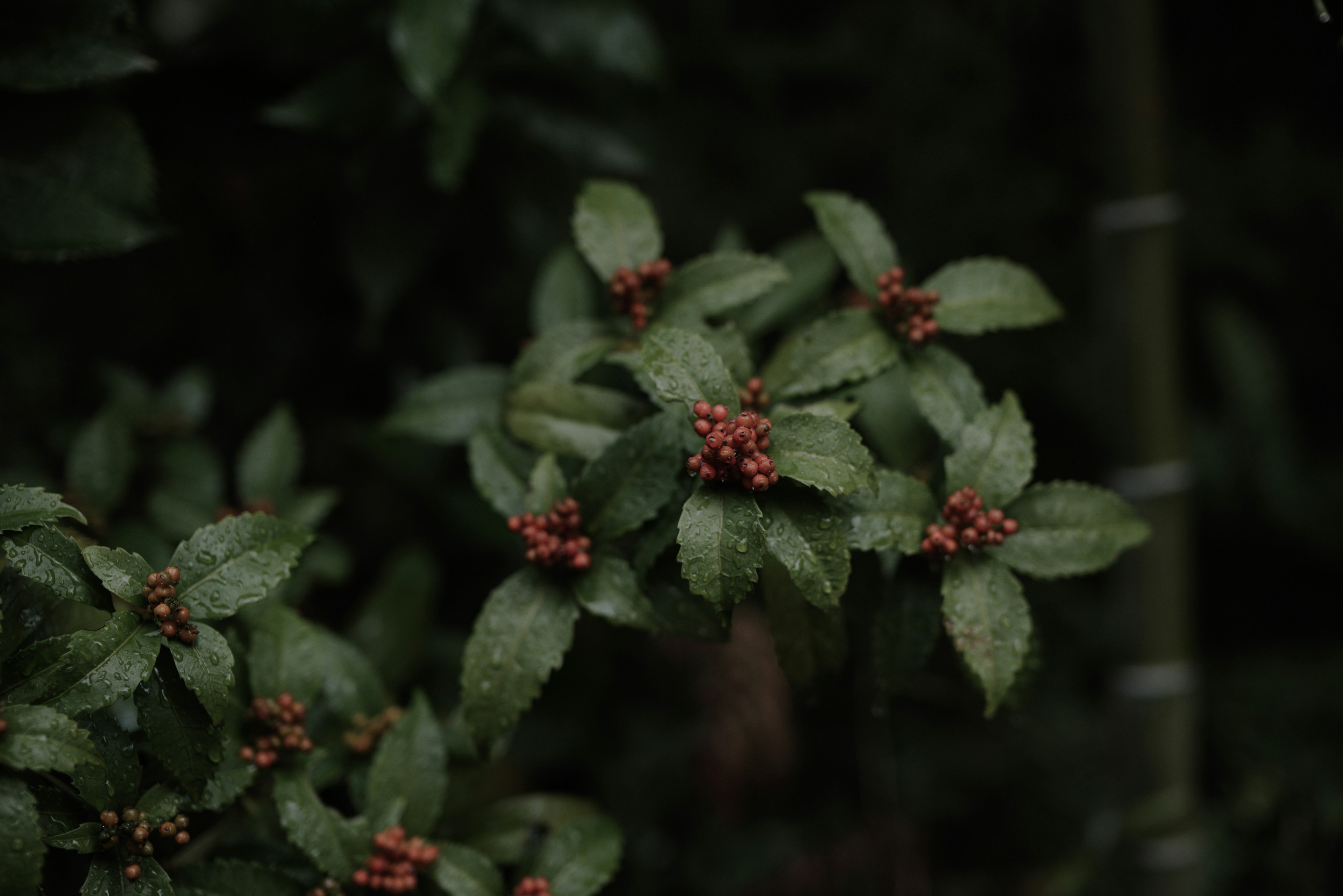 Gros plan d'une plante avec des feuilles vertes et des boutons rouges