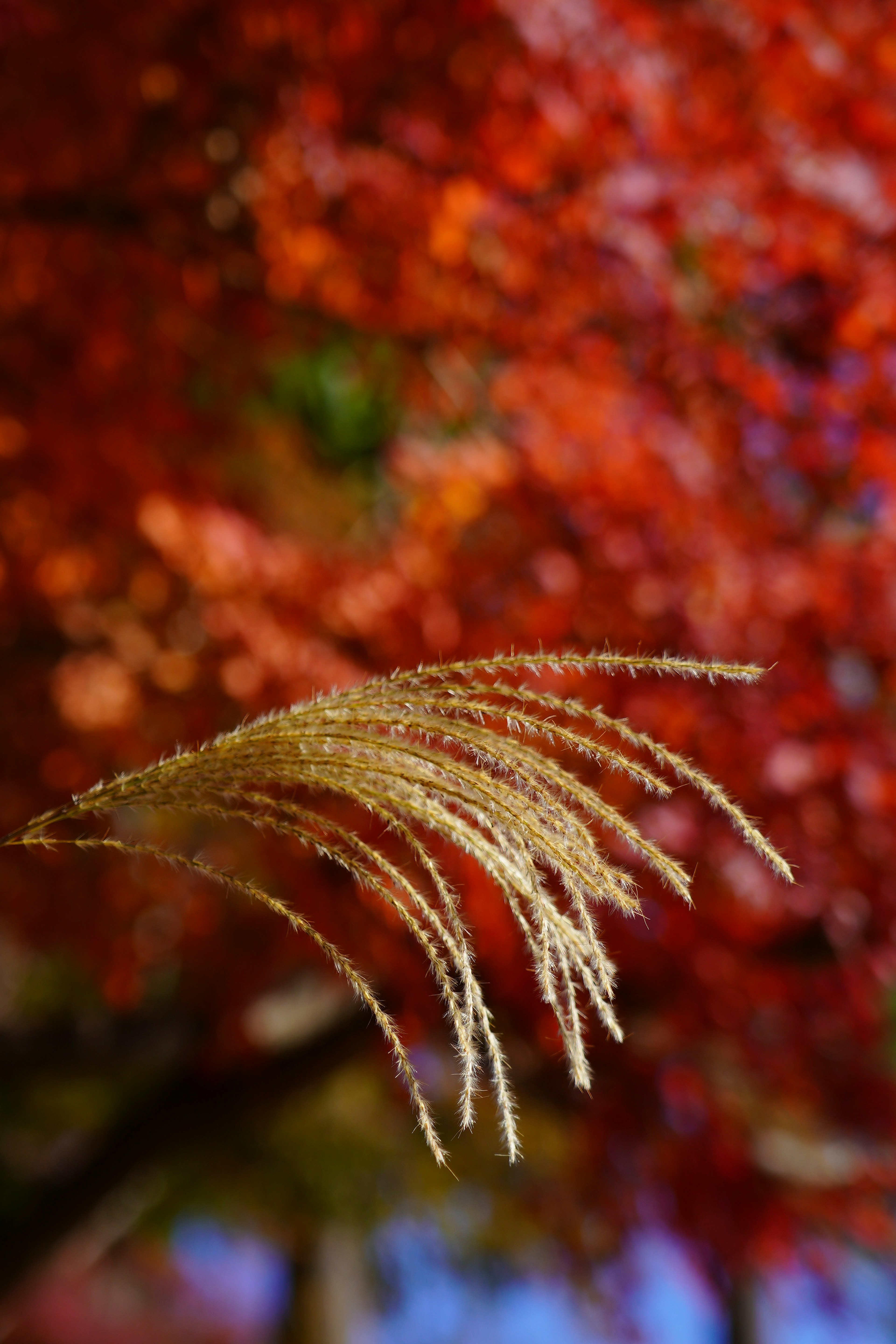 Golden grass fronds against a backdrop of autumn foliage