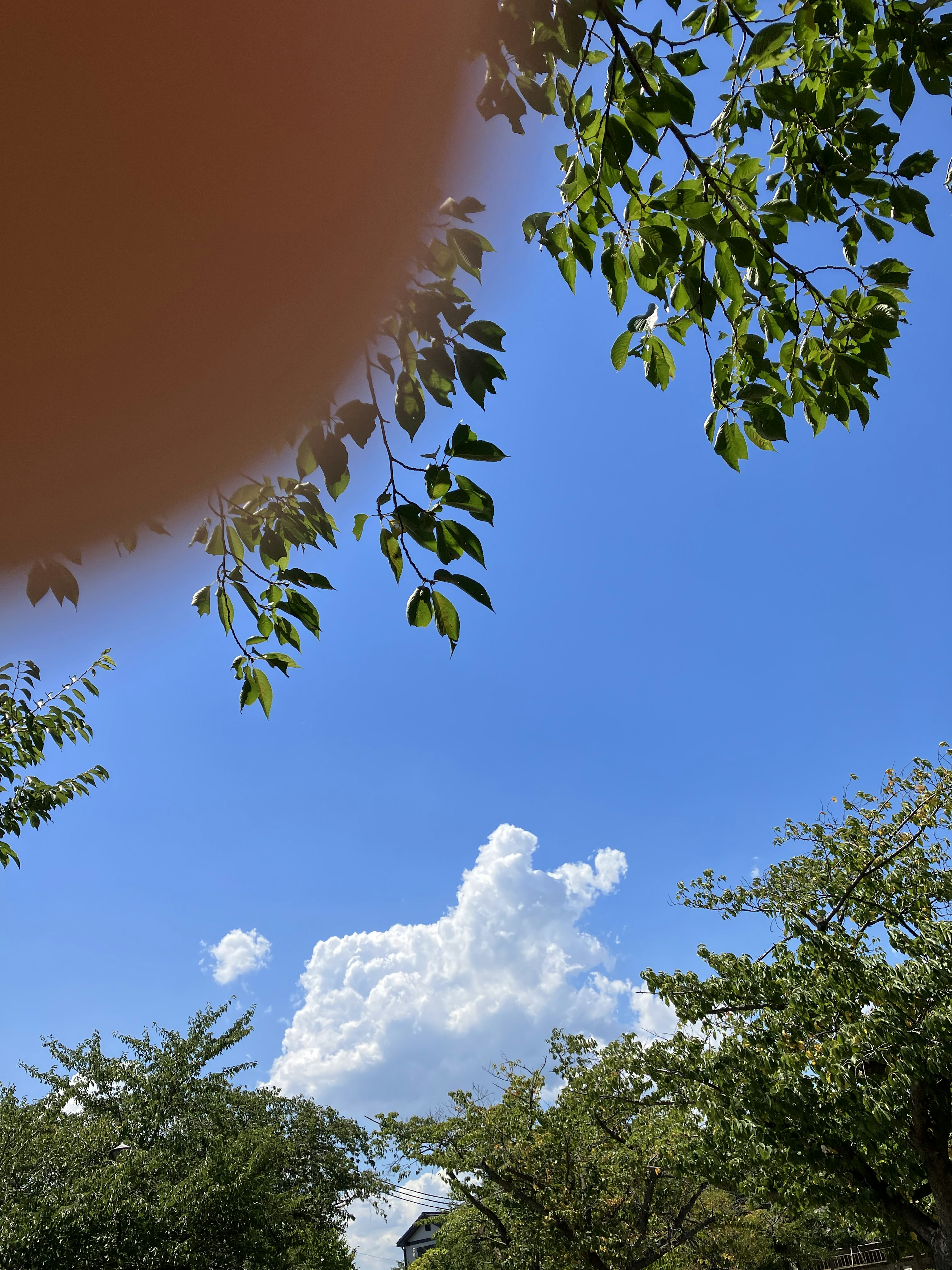 Awan putih berbentuk anjing di bawah langit biru cerah dengan daun hijau