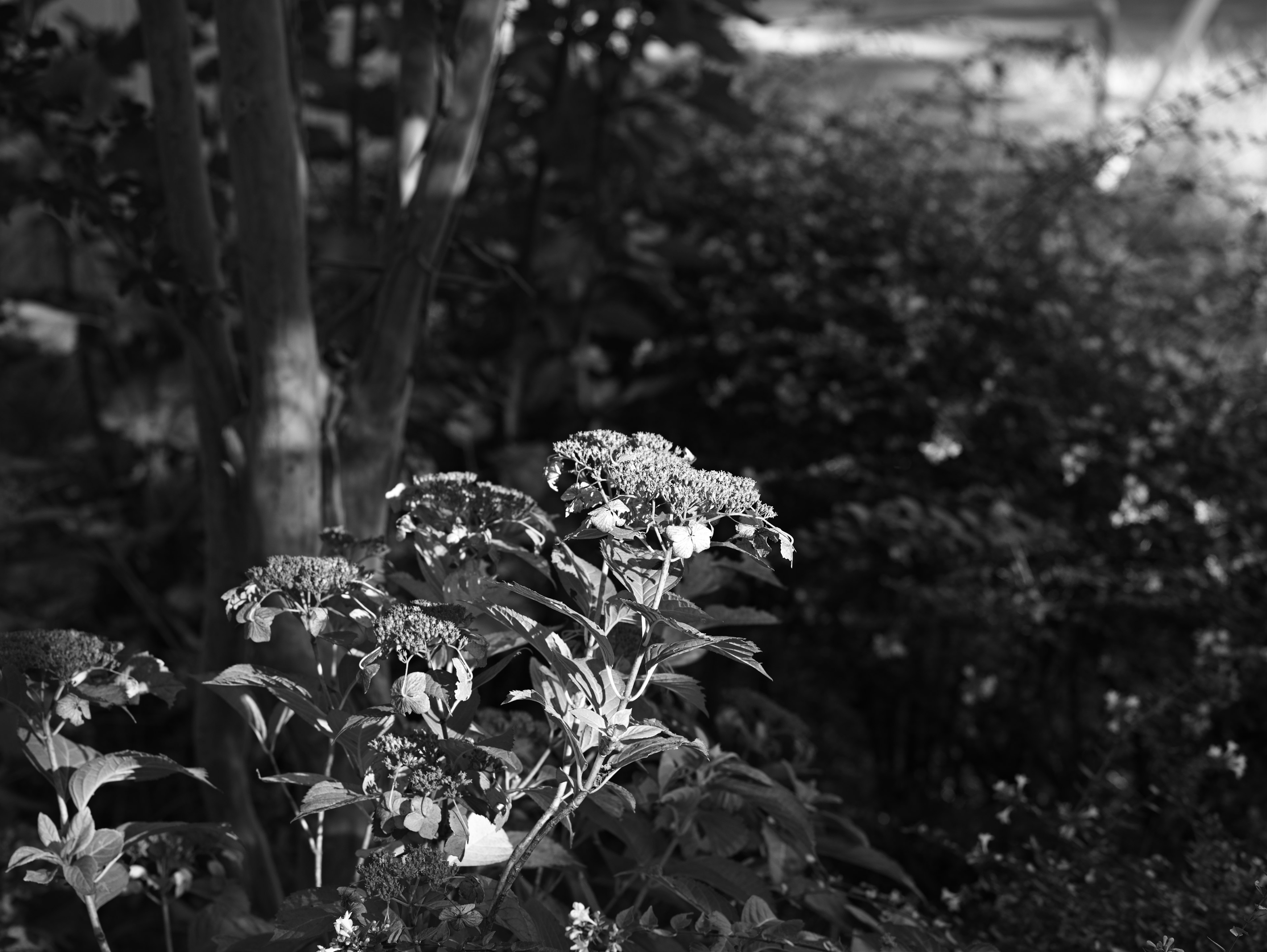 Schwarzweißbild von Gartenblumen und Baum-Silhouetten