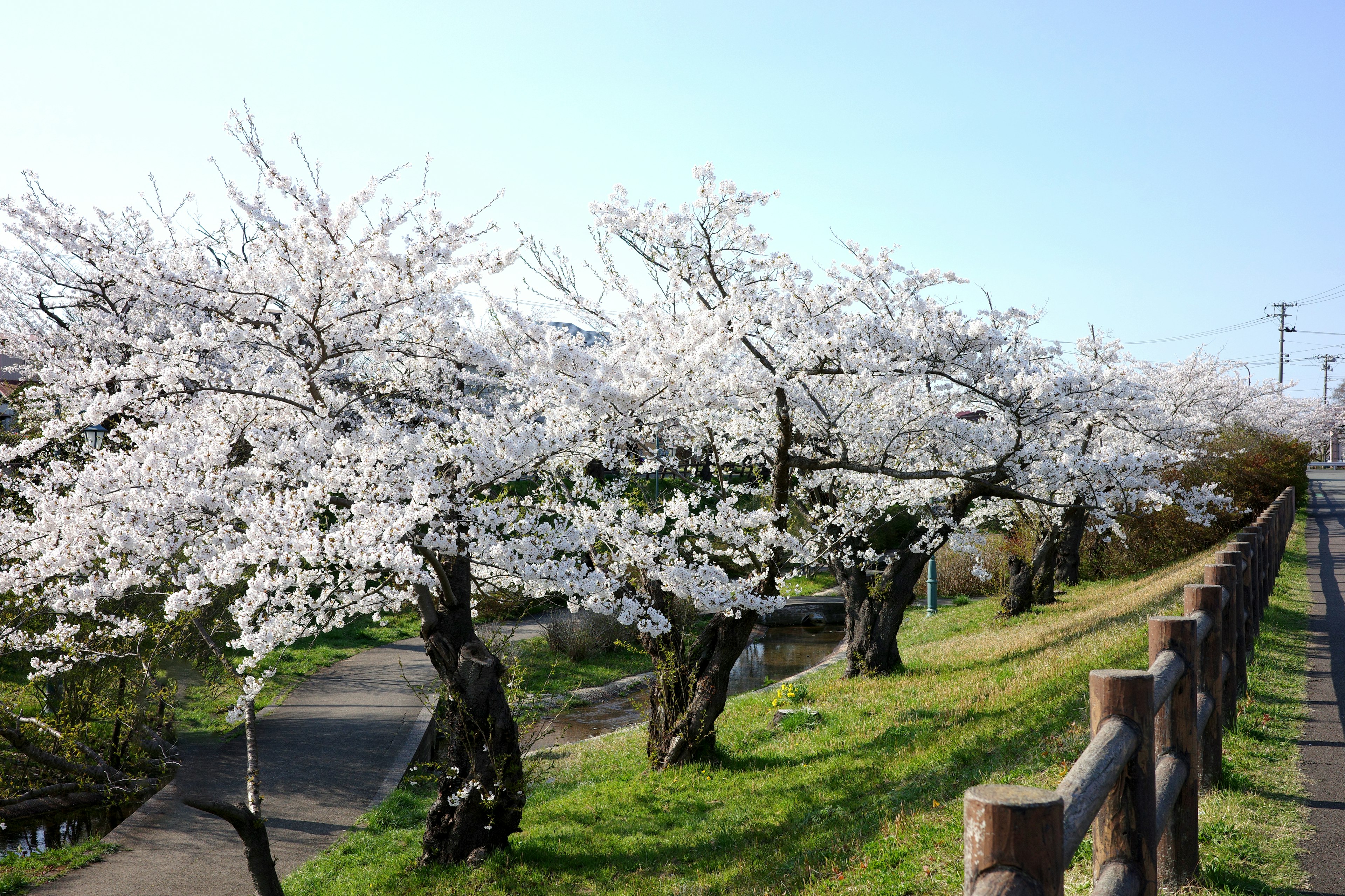 満開の桜の木が並ぶ風景青空と緑の草地