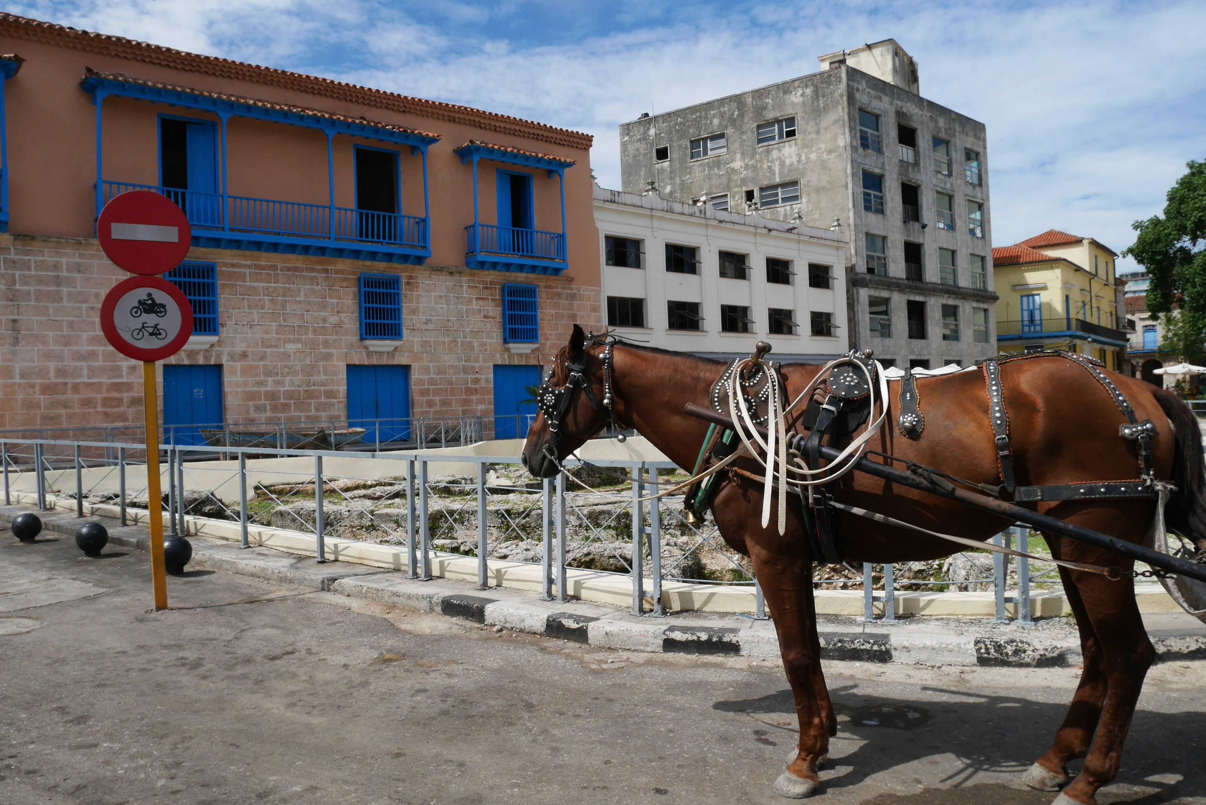 Street scene featuring a horse and a building with blue window frames