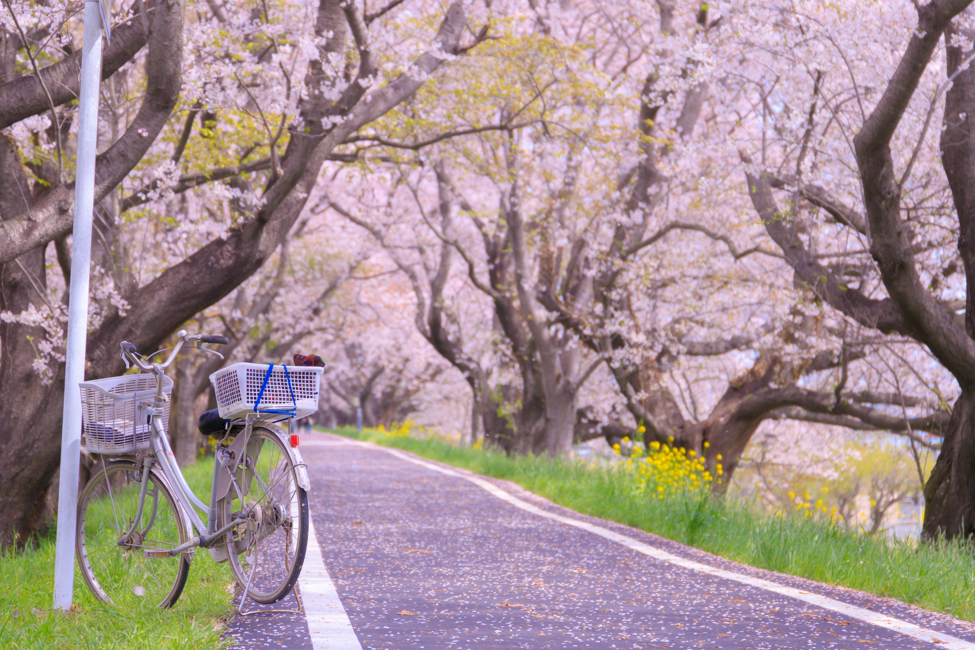 Vélo garé sur un chemin bordé d'arbres en fleurs de cerisier