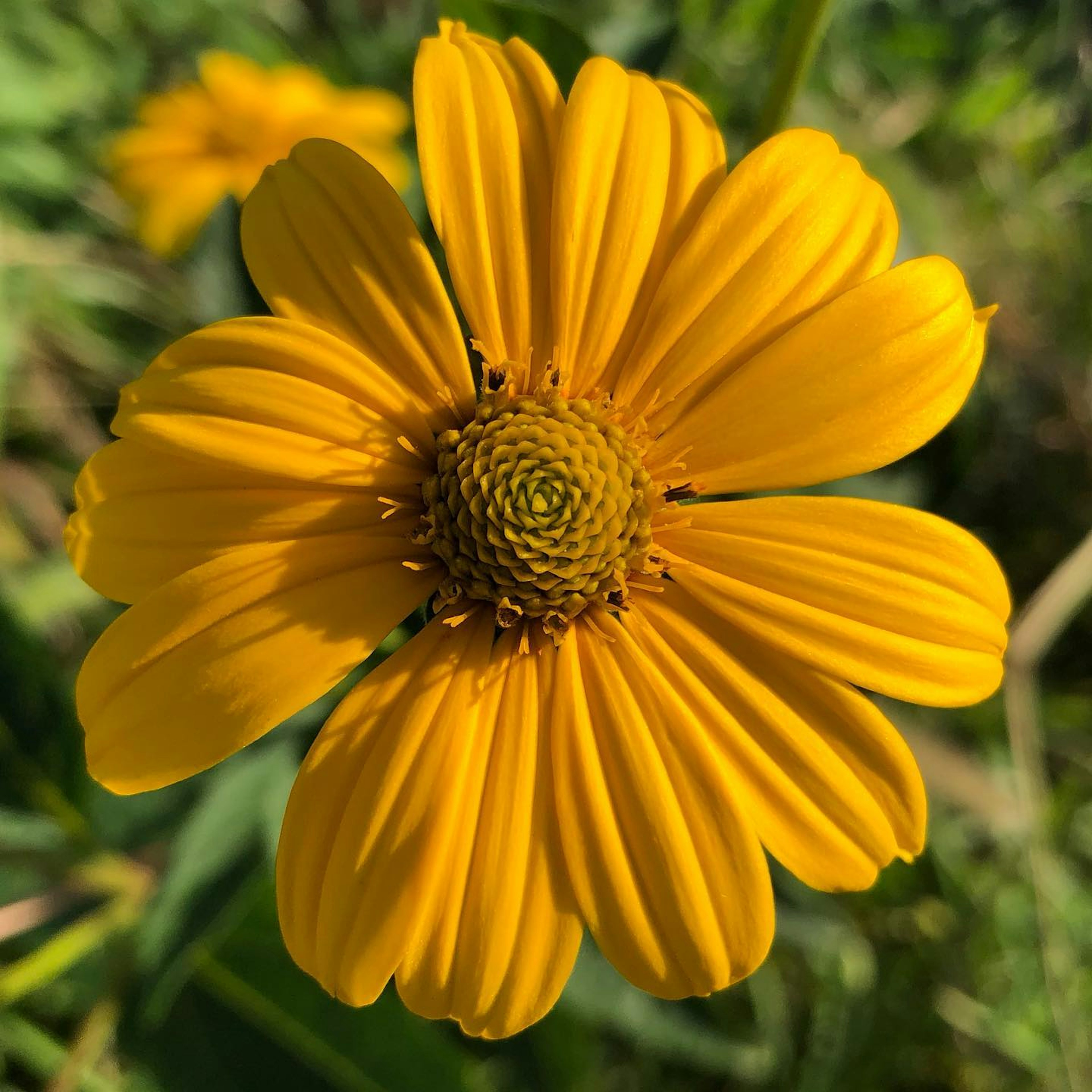 Flor amarilla vibrante con pétalos radiantes y un centro circular verde