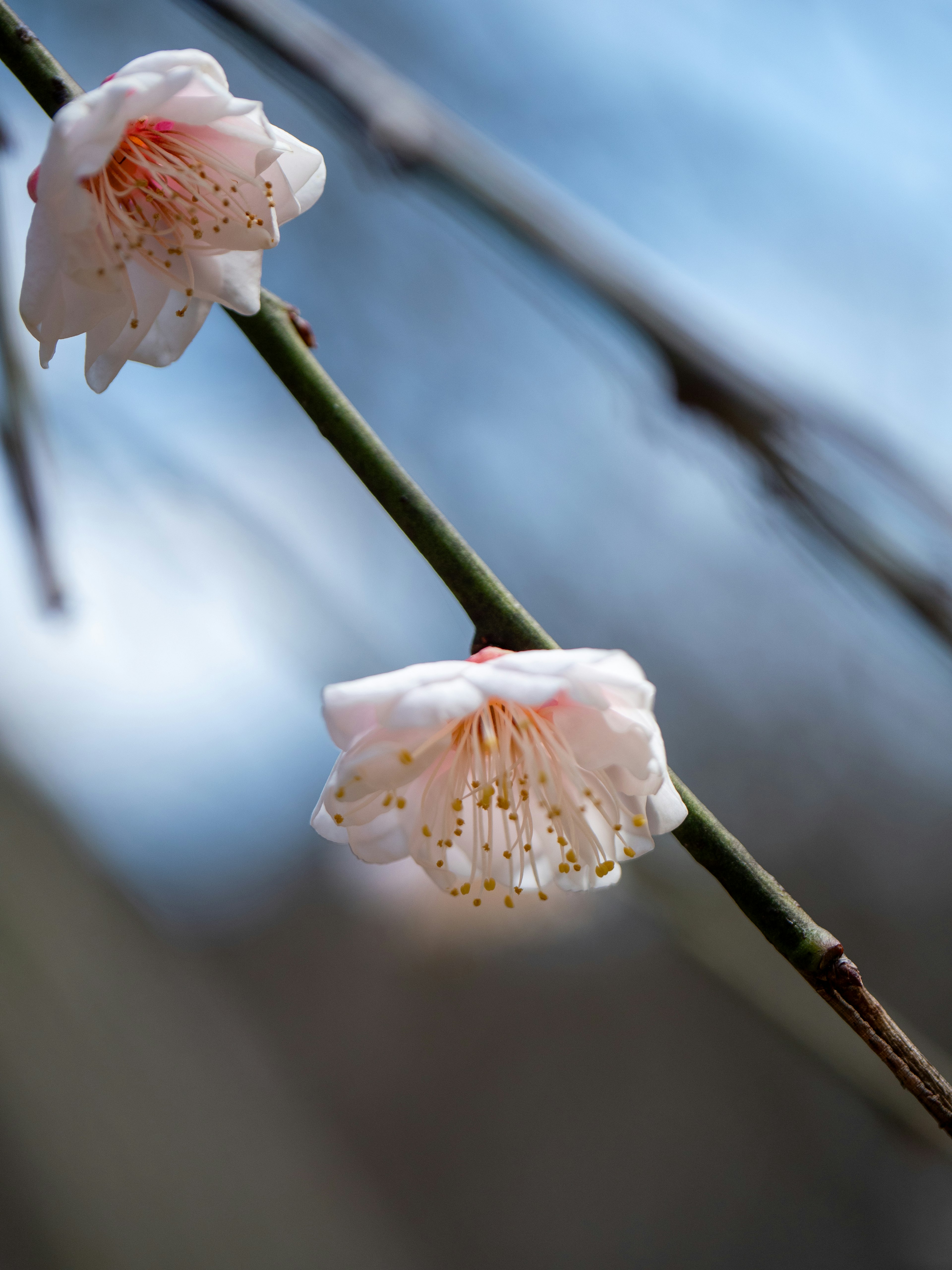 つぼみの近くに咲く淡いピンクの梅の花