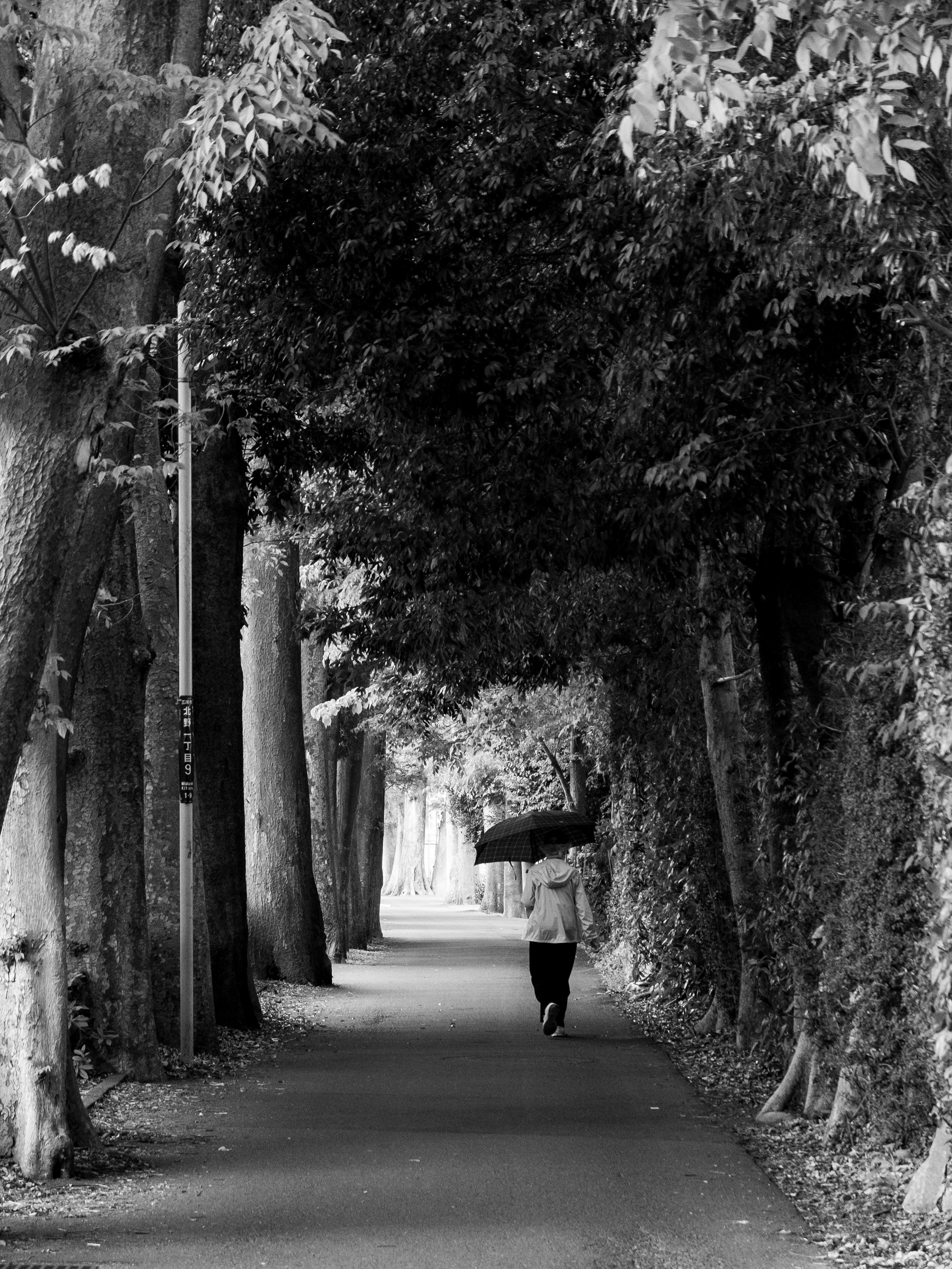 A person walking with an umbrella along a quiet tree-lined path